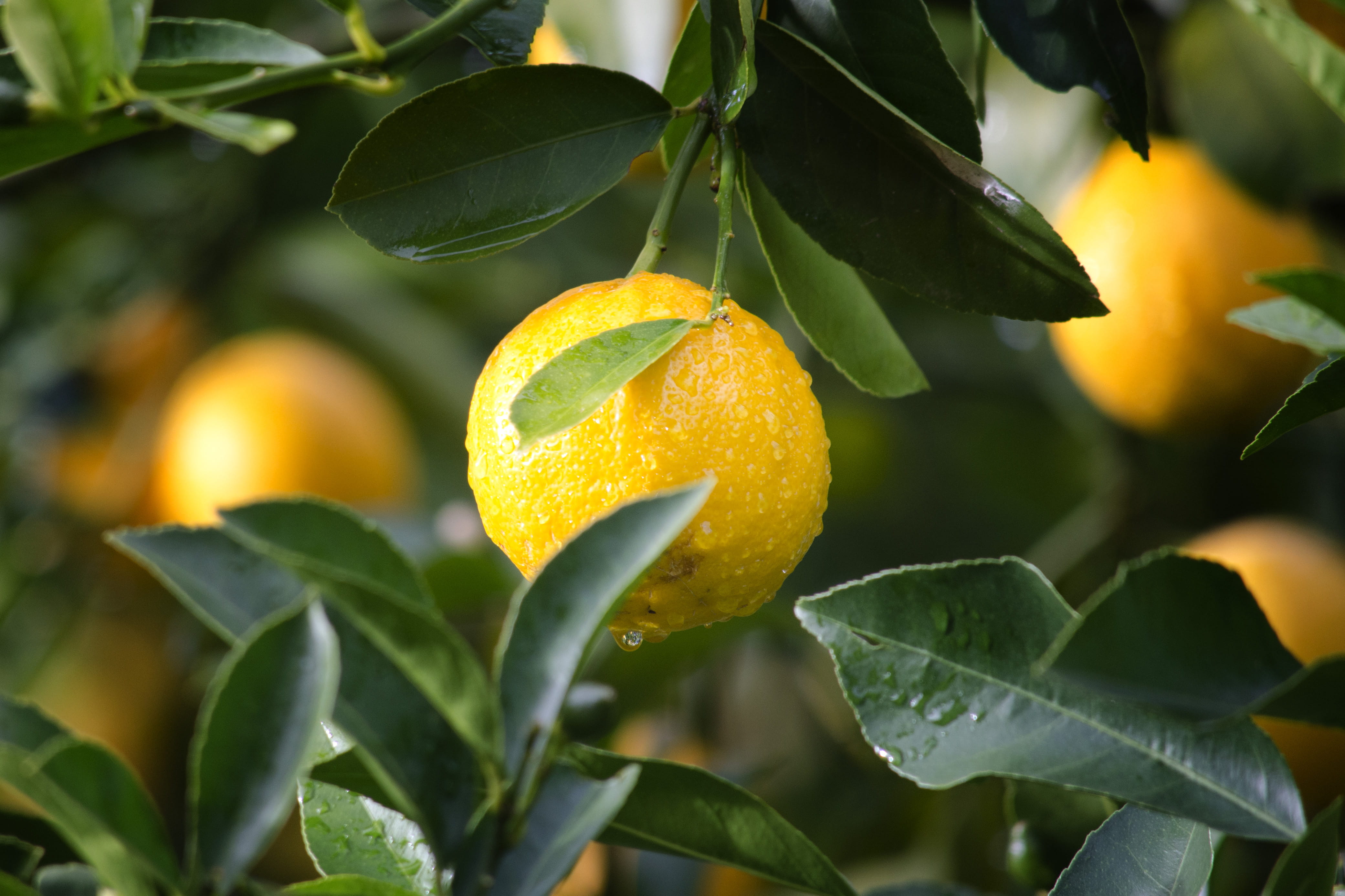 beauty in nature, no people, healthy, orange tree, leaf, fruit, freshness, juicy, citrus, food, citrus fruit, close-up, leaves, outdoors, tropical, wet, HD Wallpaper