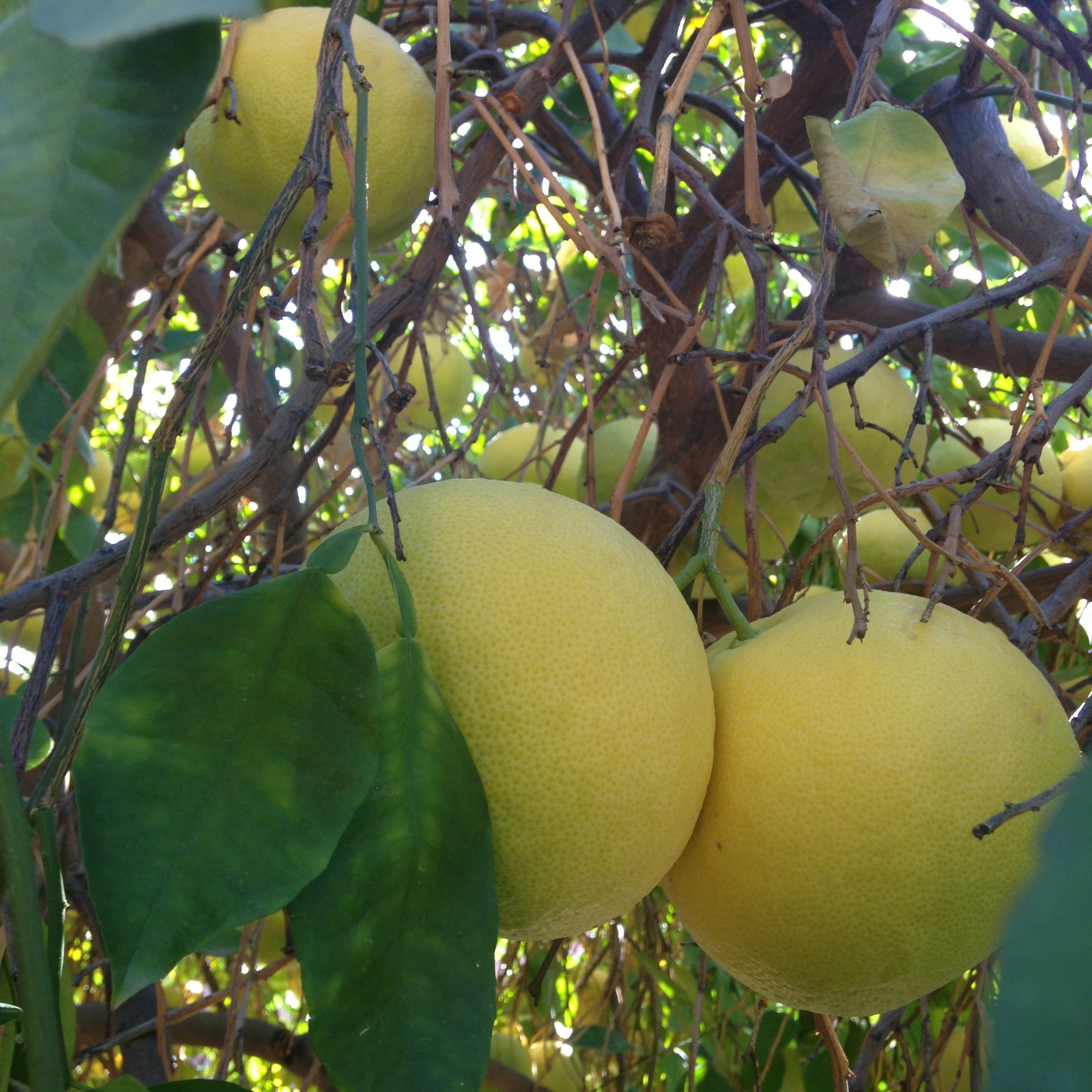 plant, food and drink, outdoors, fruit tree, leaf, vitamin c, growth, plant part, freshness, no people, juicy, food, citrus fruit, green color, 1080P, Phone HD Wallpaper