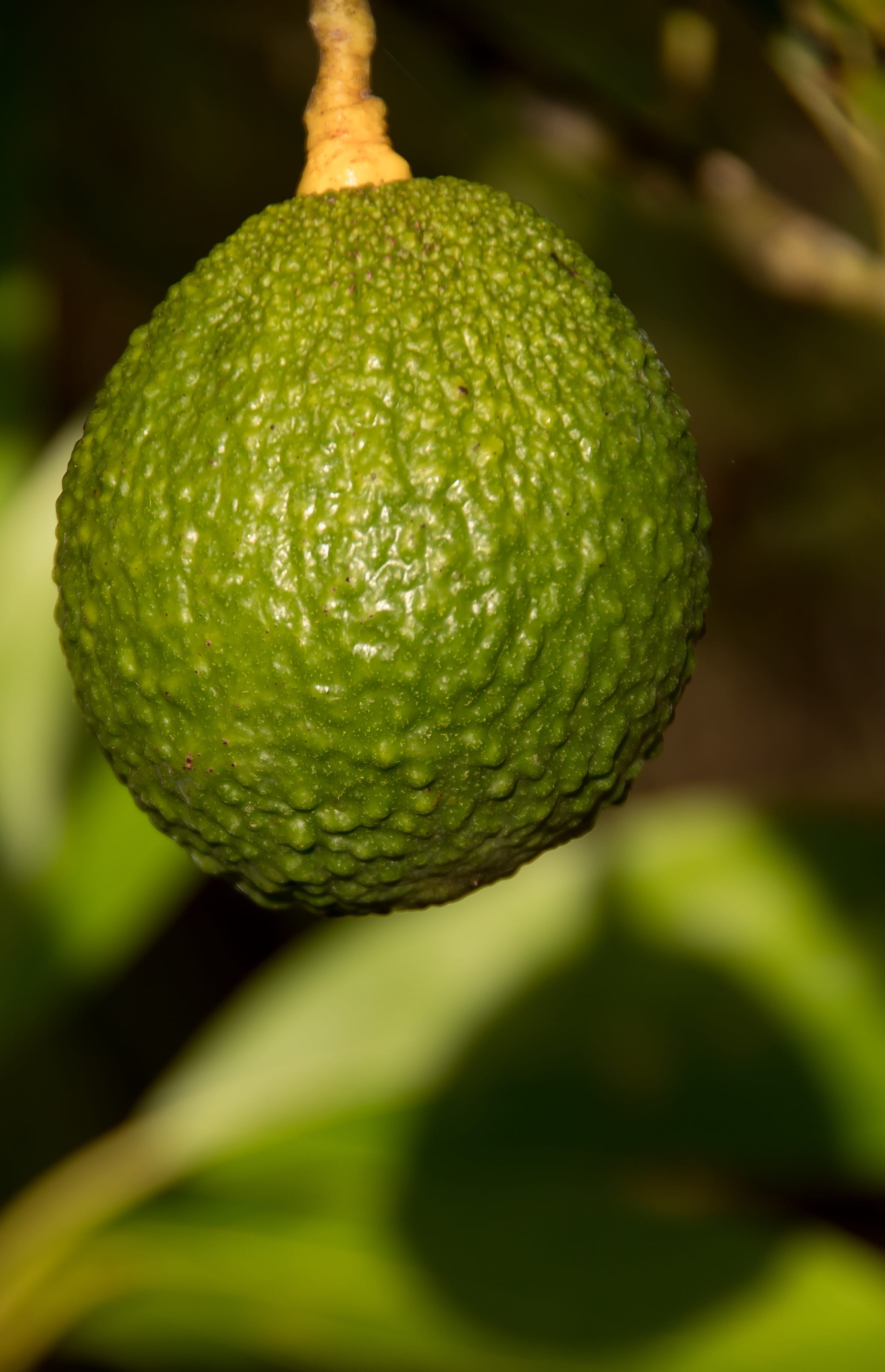 food, beauty in nature, leaf, health, growth, raindrop, day, avocados, freshness, nature, no people, green color, focus on foreground, fruit, growing, healthy eating, Phone HD Wallpaper