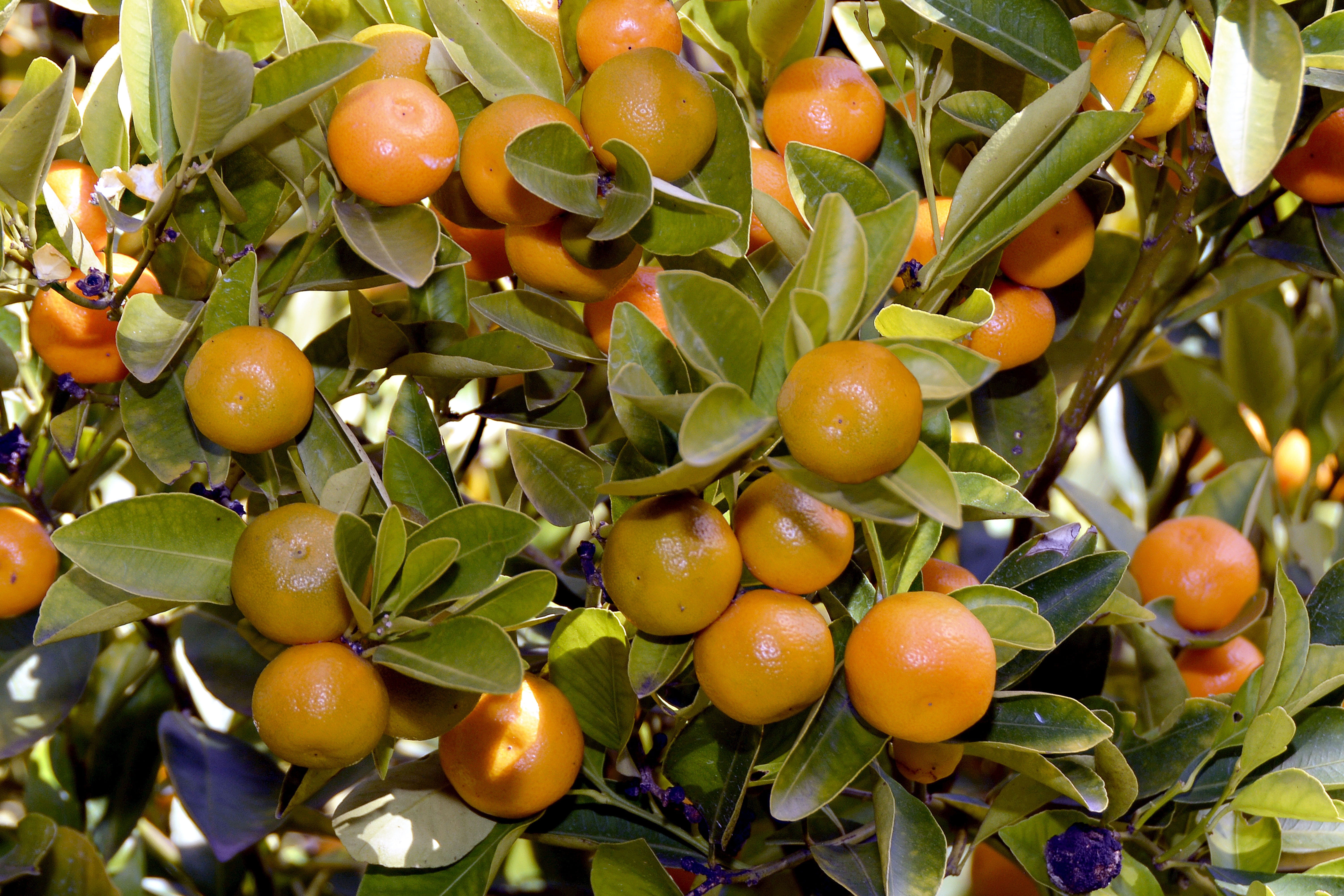 mediterranean, plant, growth, ripe, plant part, orange, wellbeing, shell, photo, food, healthy eating, healthy, freshness, citrus fruits, fruit, tangerines, HD Wallpaper