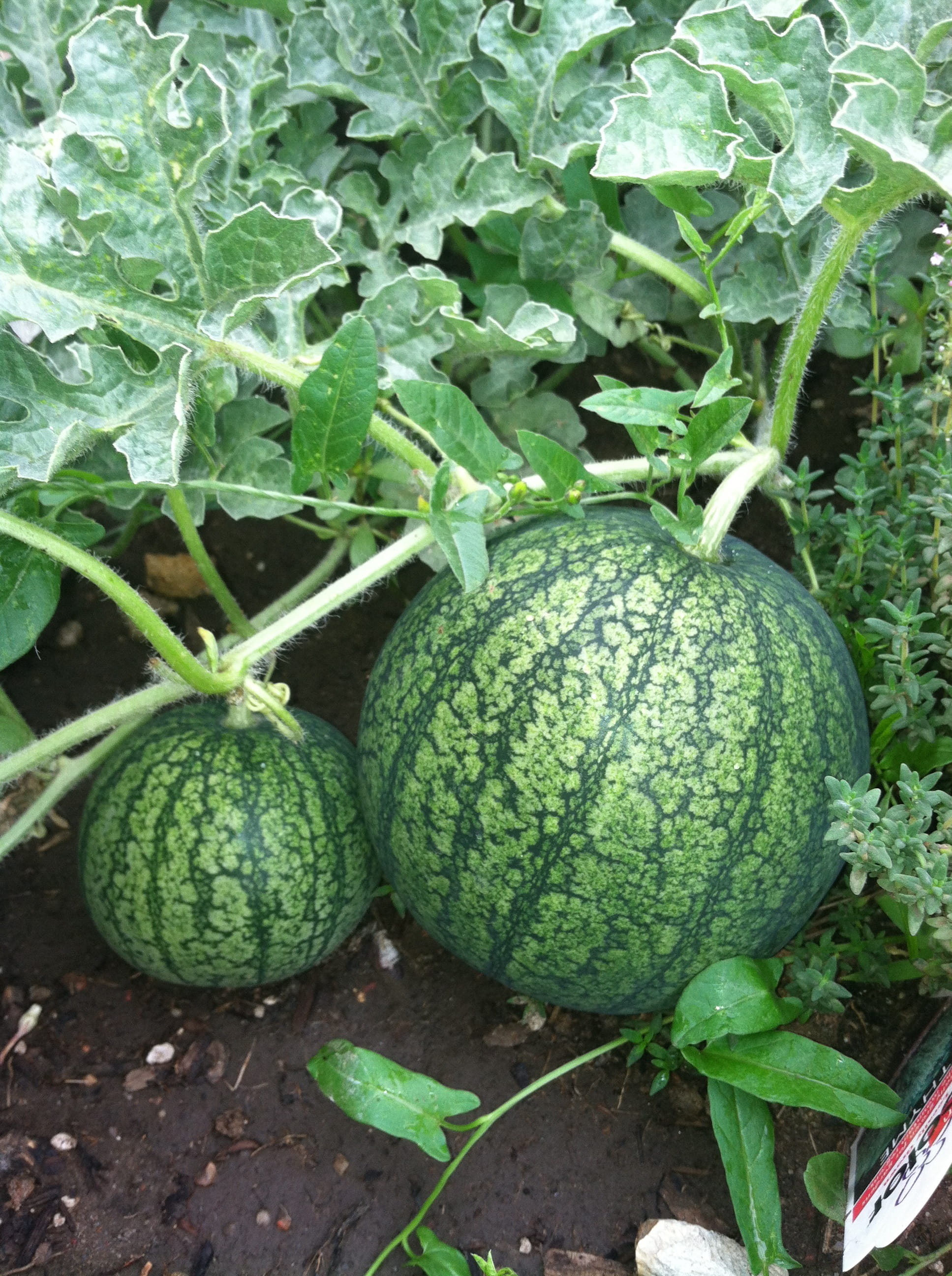 nutrition, Plants, pumpkin, plant part, raw, Garden, melon, freshness, garden, round, plants, natural, organic, 2K, ingredient, vegan, growth, vegetable, Phone HD Wallpaper