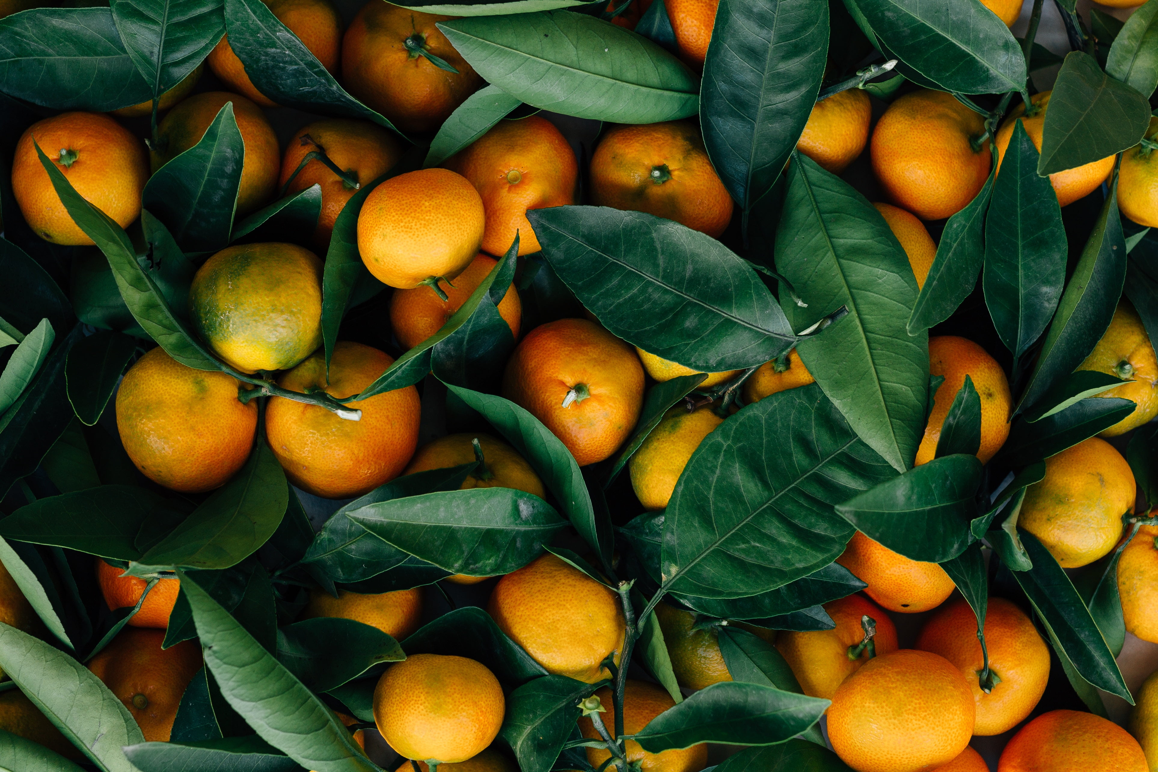 nature, healthy Eating, ripe, growth, agriculture, plant, close-up, leaves, food, orange - Fruit, green Color, mandarins, no People, mandarin Orange, backgrounds, HD Wallpaper