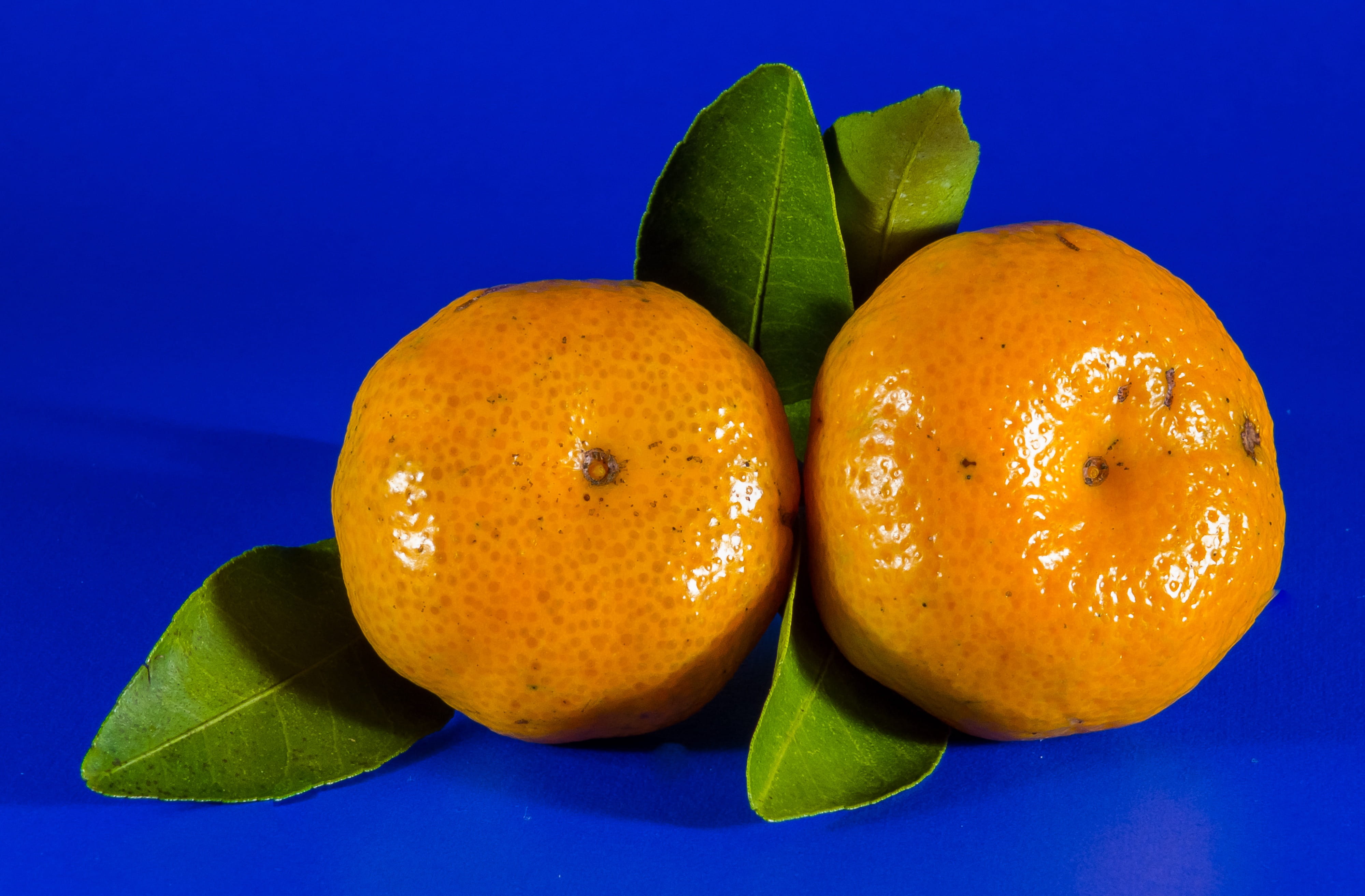 citrus fruit, studio shot, colored background, blue background, food and drink, Fruit, Citrus, Orange, orange color, indoors, blue, no people, food, 4K, HD Wallpaper