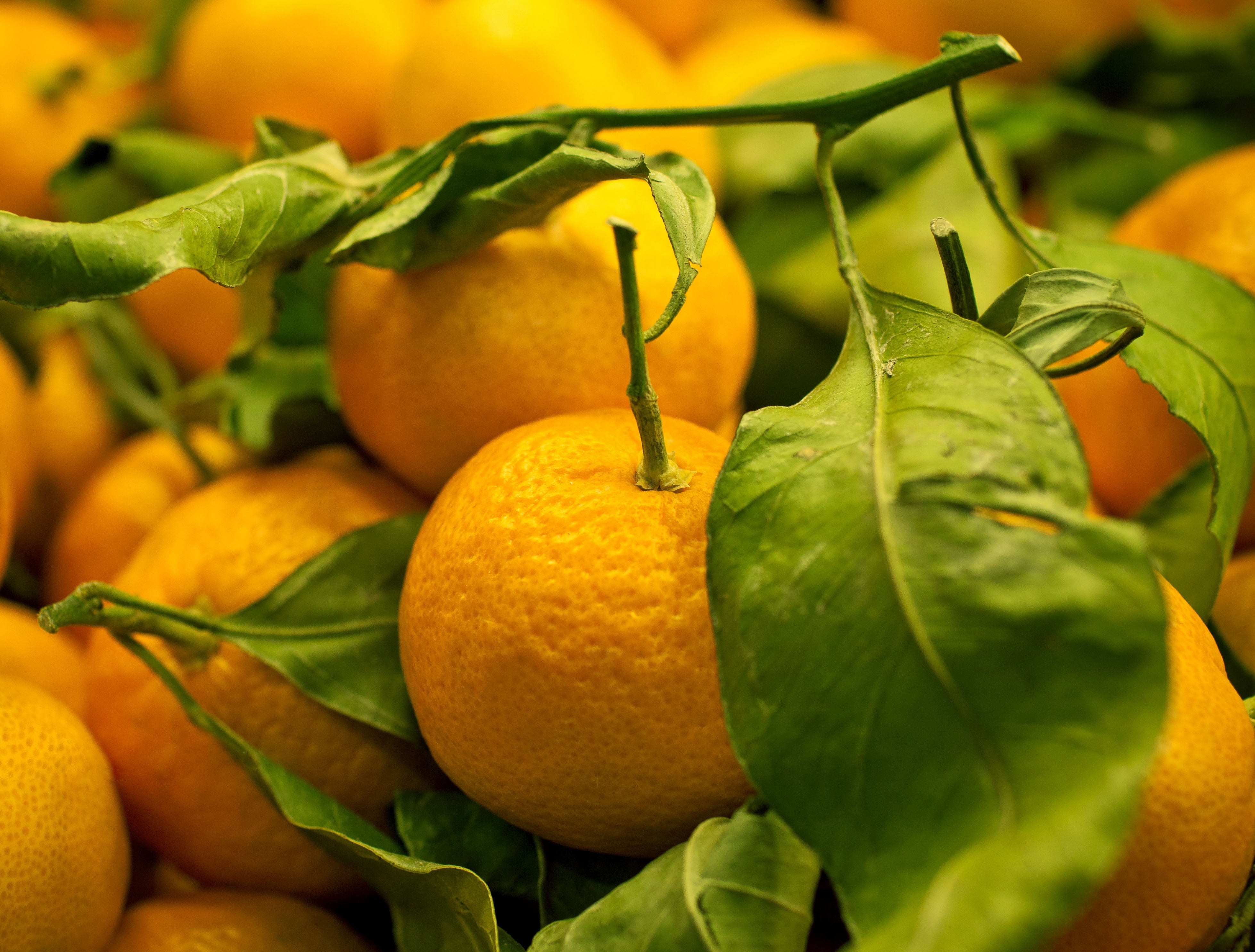 plant, orange - Fruit, 4K, plant part, agriculture, food And Drink, vitamin, tangerine, orange, organic, freshness, backgrounds, day, fruits, leaves, yellow, HD Wallpaper