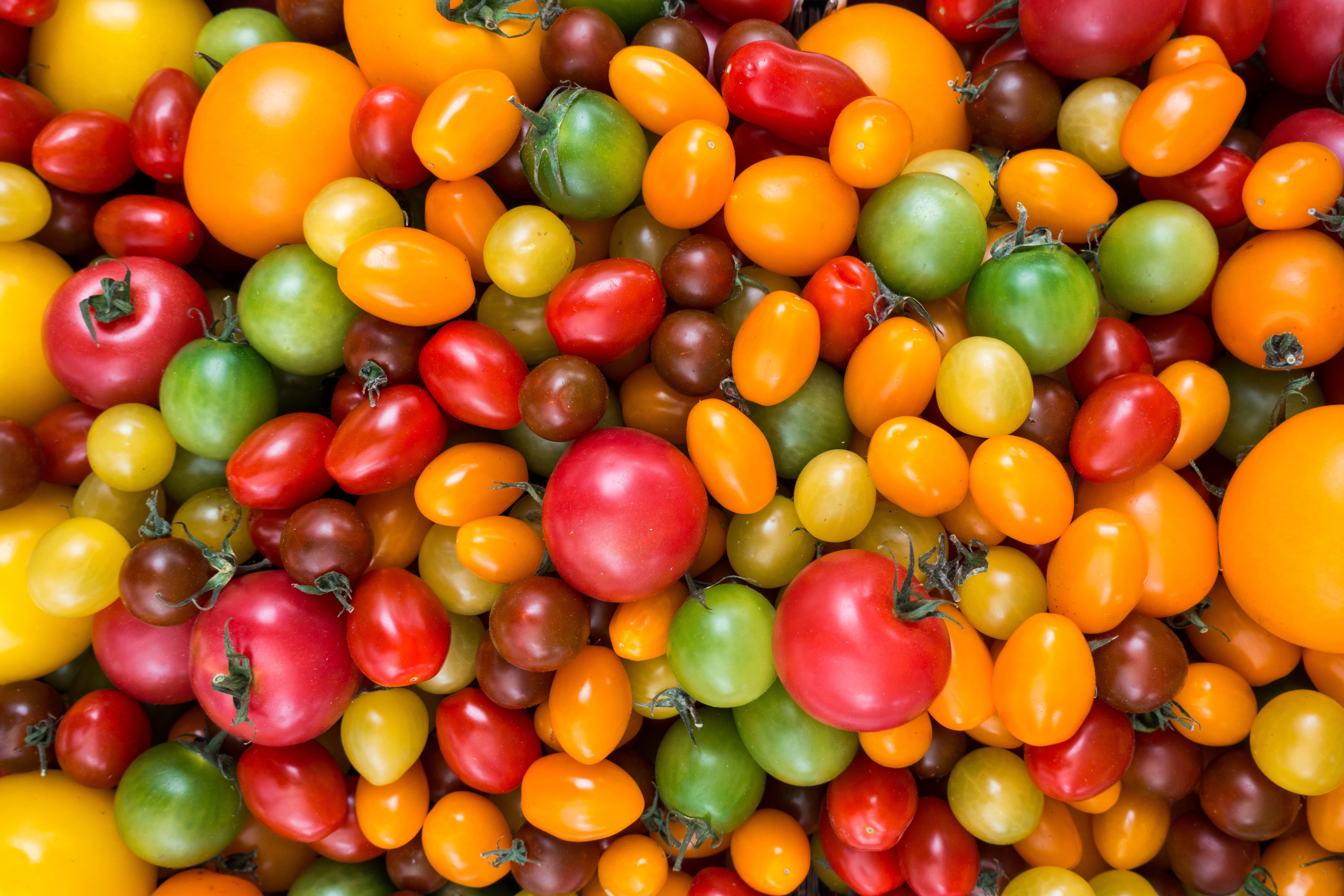 multi colored, freshness, wellbeing, type, tomato, large group of objects, abundance, 5K, for sale, food, fruit, backgrounds, close-up, choice, yellow, HD Wallpaper