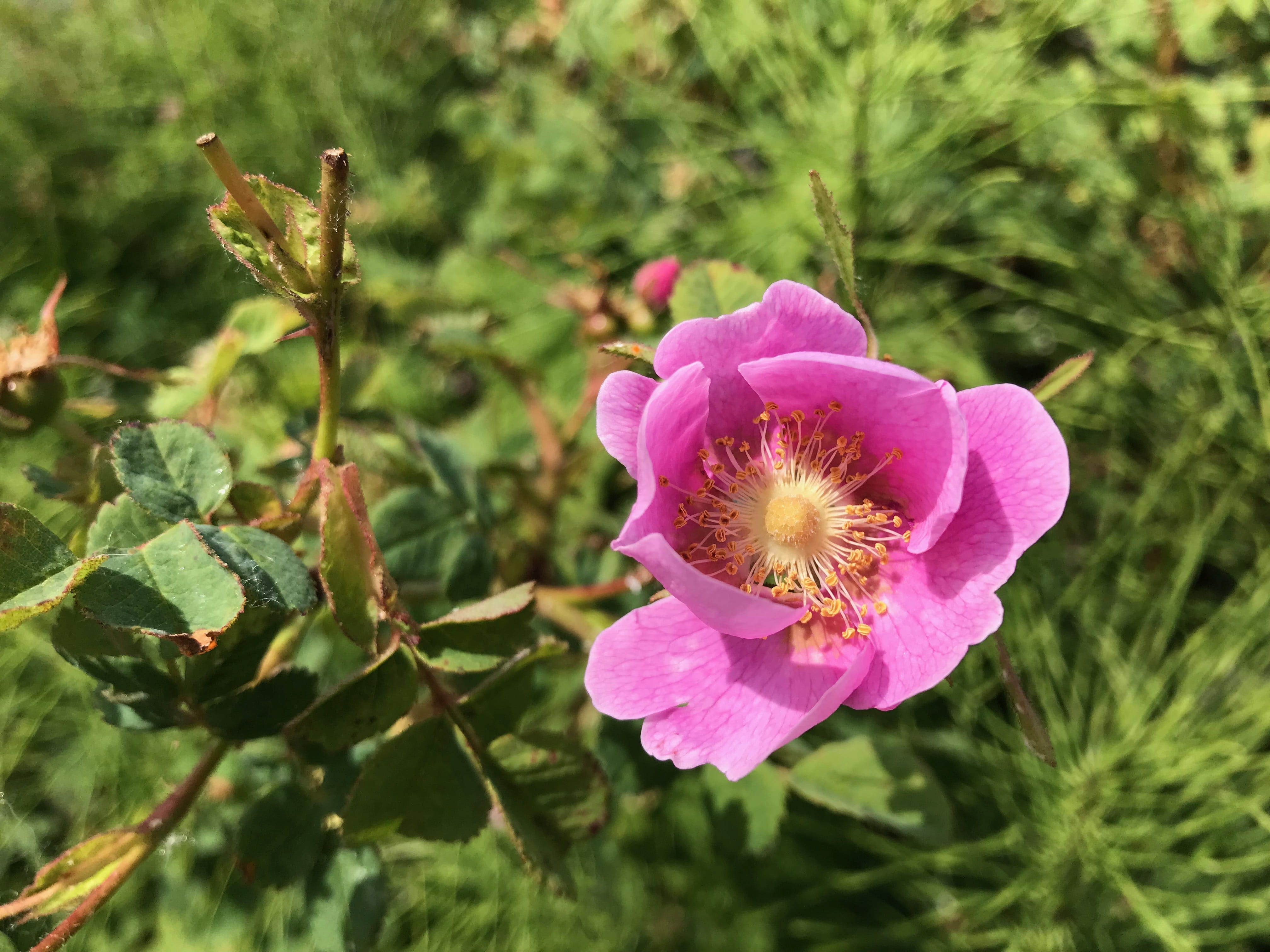 day, fragility, close-up, flowering plant, plant part, flower head, plant, nature, briar, eglantine, growth, leaf, no people, focus on foreground, petal, HD Wallpaper