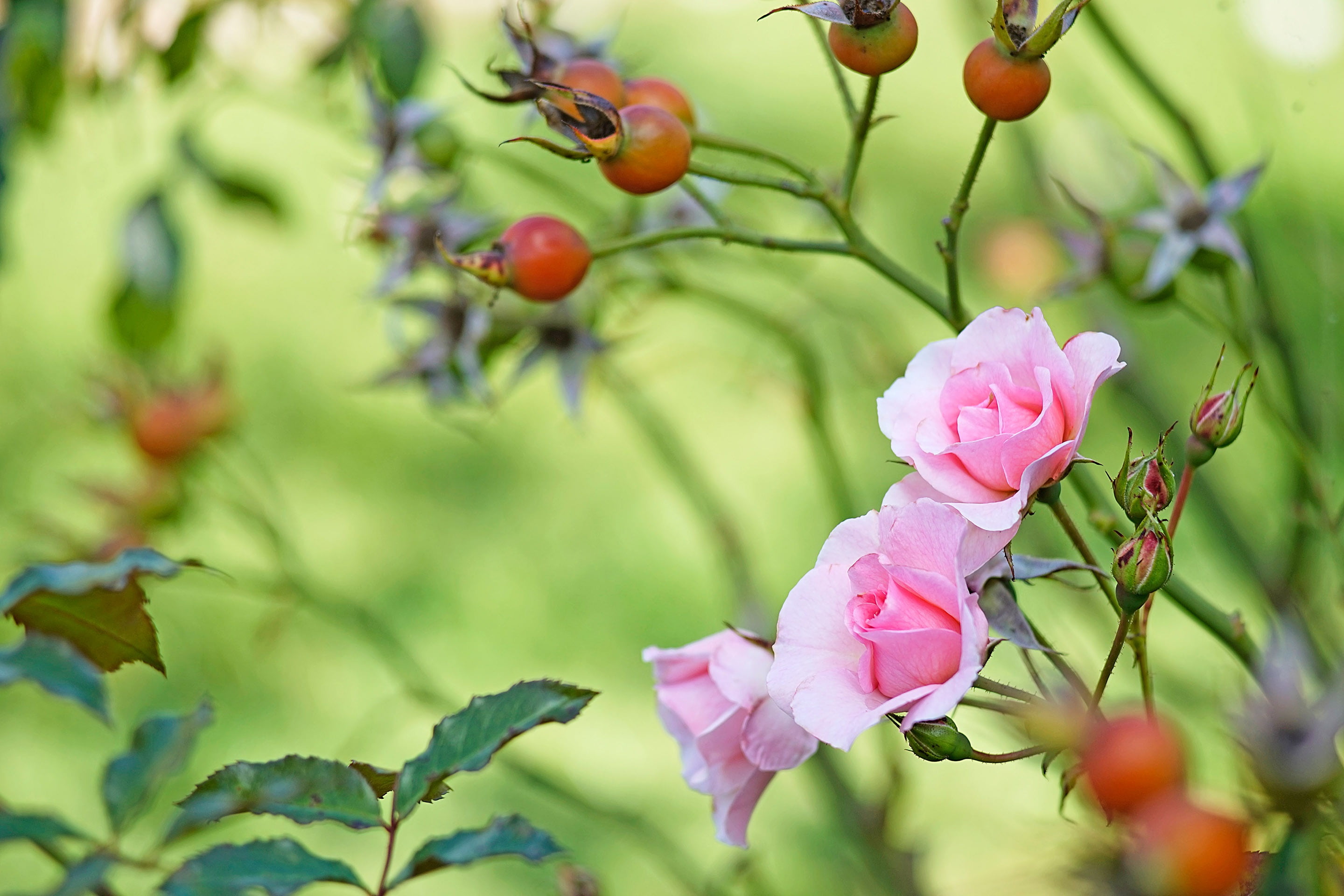 buds, berries, 2K, roses, green background, branches, briar, pink, fruit, flowers, garden, leaves, HD Wallpaper