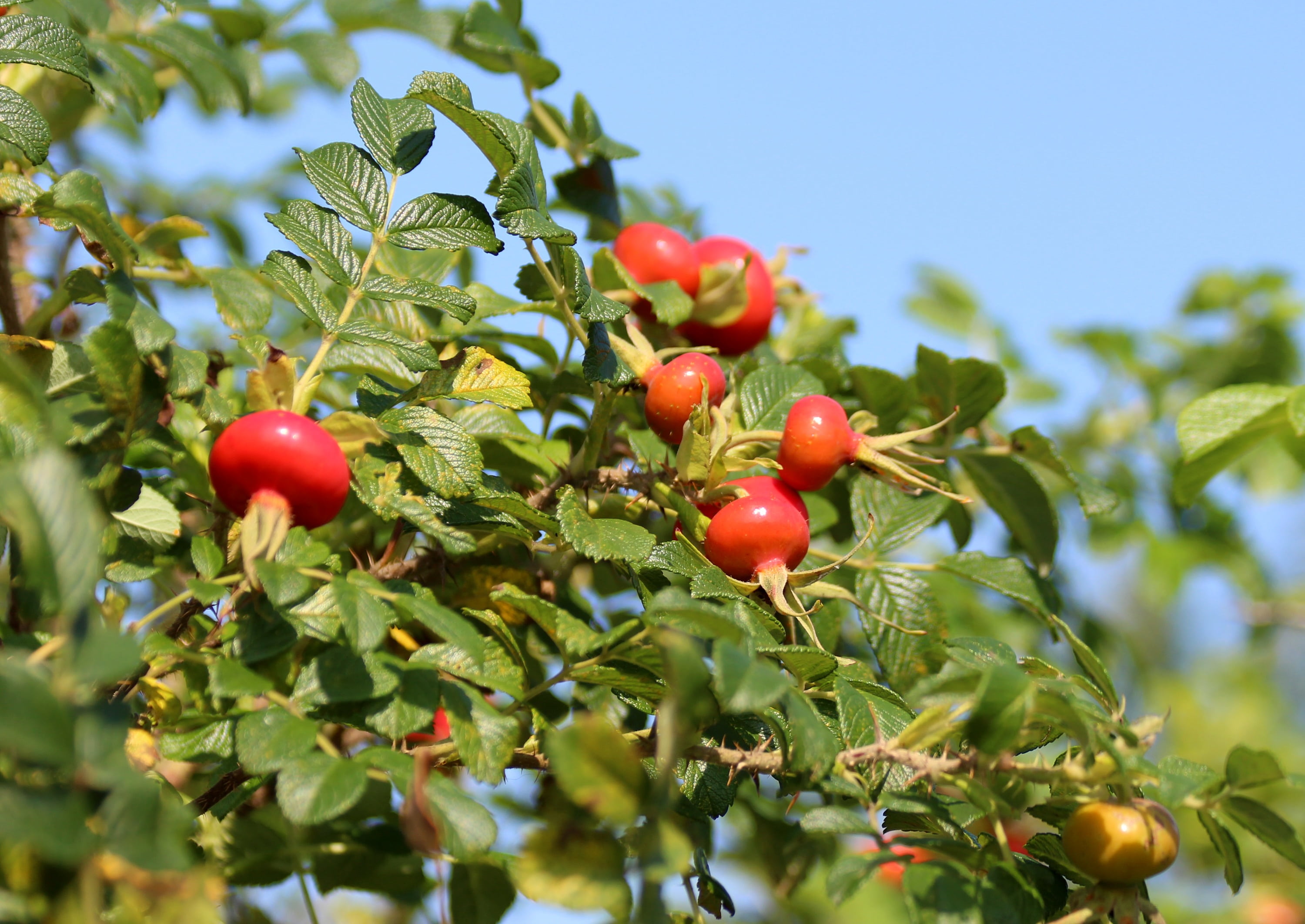 green color, freshness, folk medicine, growth, ripe, rowanberry, food, rose wrinkled, fruiting, rosa rugosa, no people, blue sky, day, tree, medicinal plant, HD Wallpaper