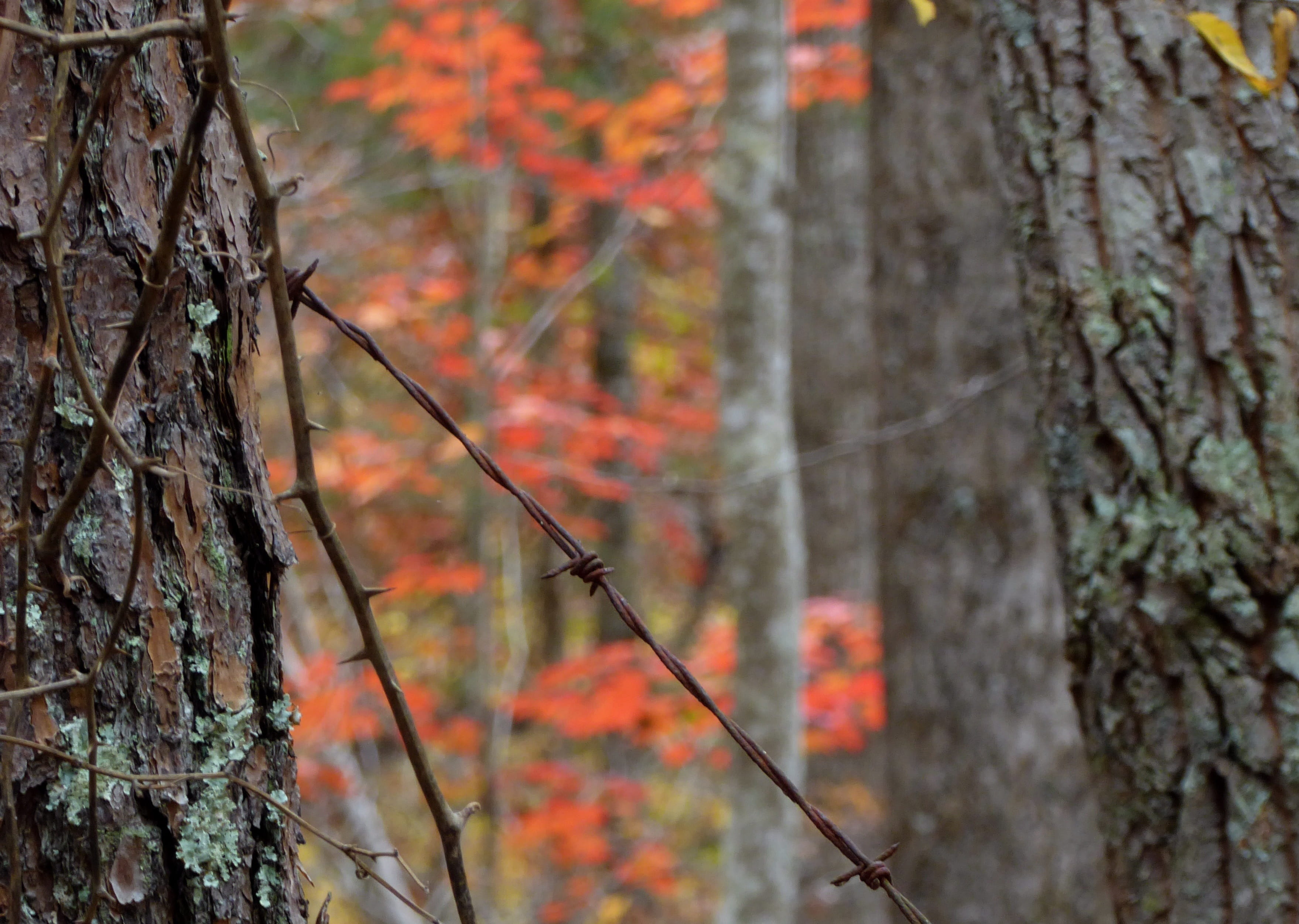 branch, plant, day, tree trunk, land, trees, nature, outdoors, no people, orange color, beauty in nature, lichen, growth, autumn, non-urban scene, forest, HD Wallpaper