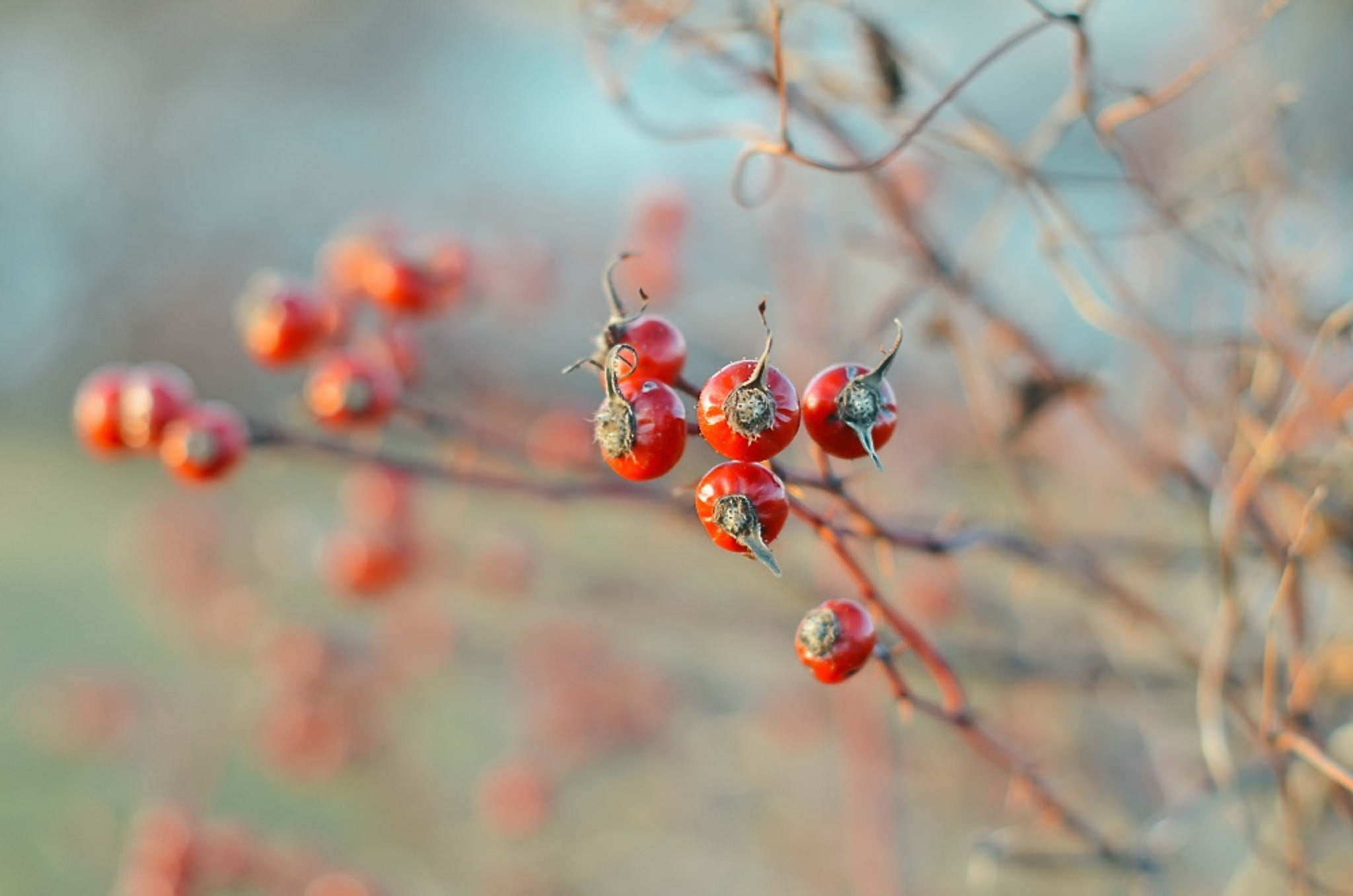 Briar, berries, autumn, 1080P, nature, HD Wallpaper