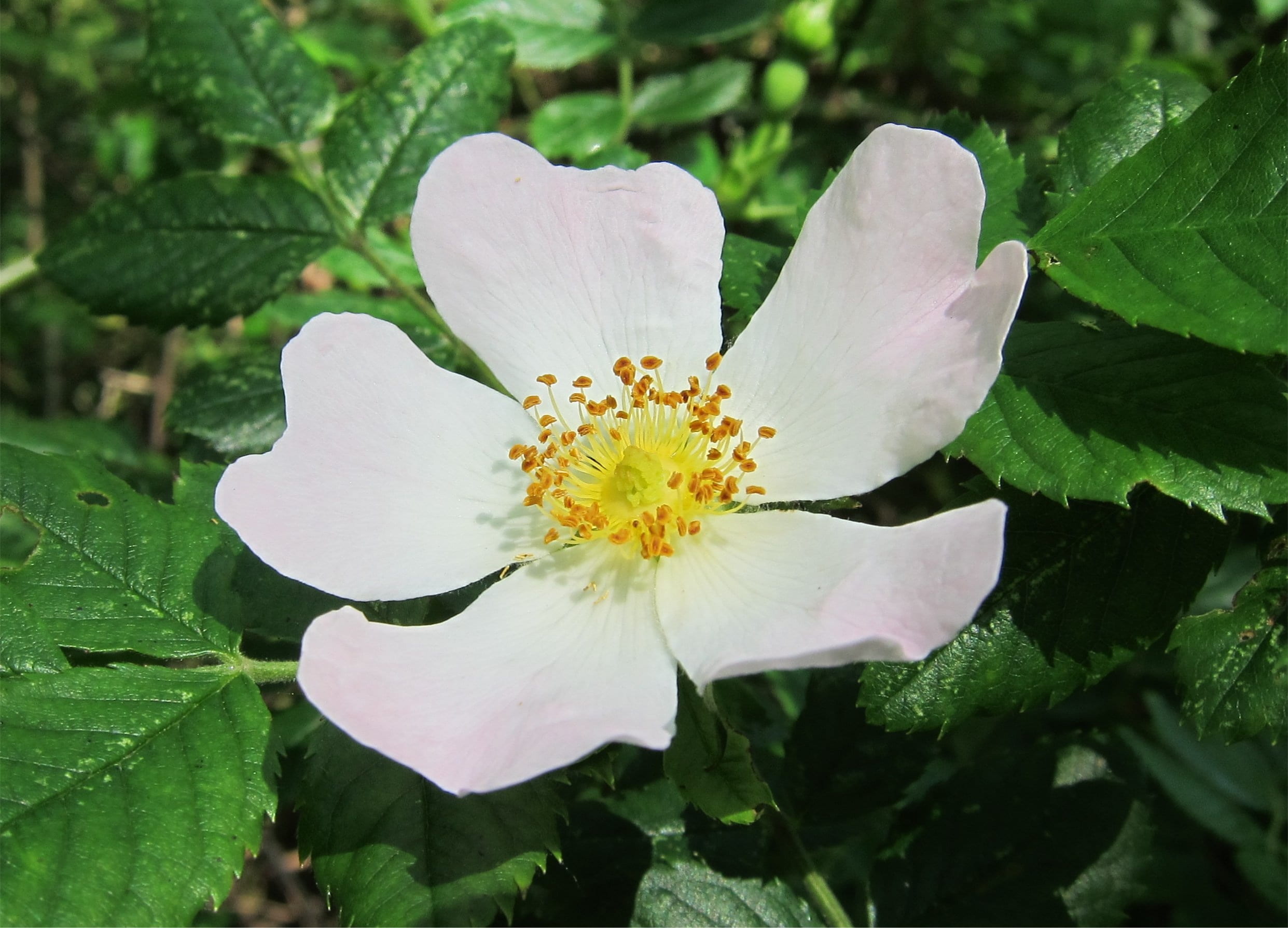 summer, wild, stamen, love, romantic, flowering plant, botany, pollen, no people, nature, springtime, freshness, dog-rose, petal, rose, plant part, briar, HD Wallpaper