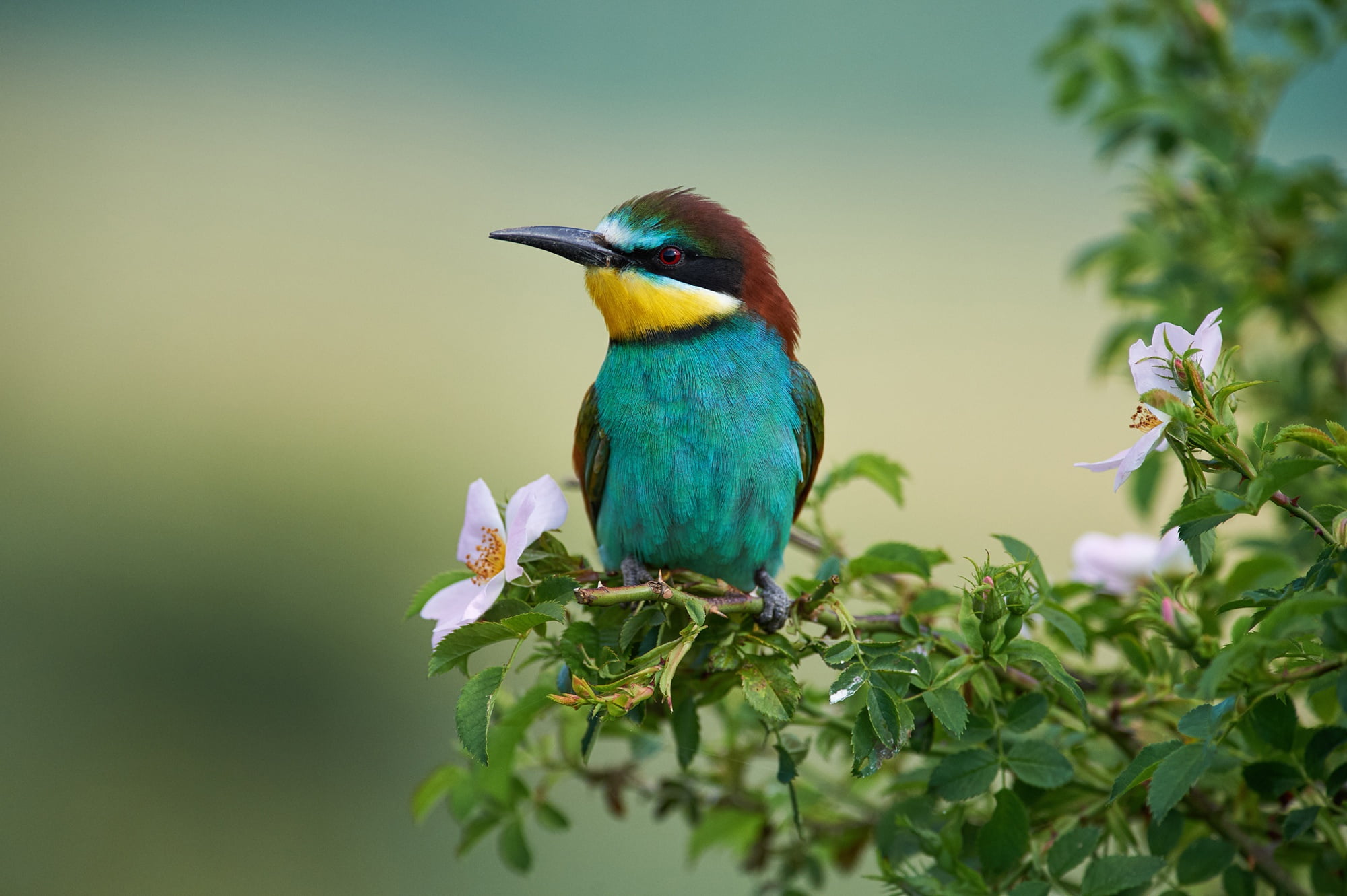 nature, flowering, 1080P, briar, European bee-eater, bird, Kalin Botev, branches, HD Wallpaper