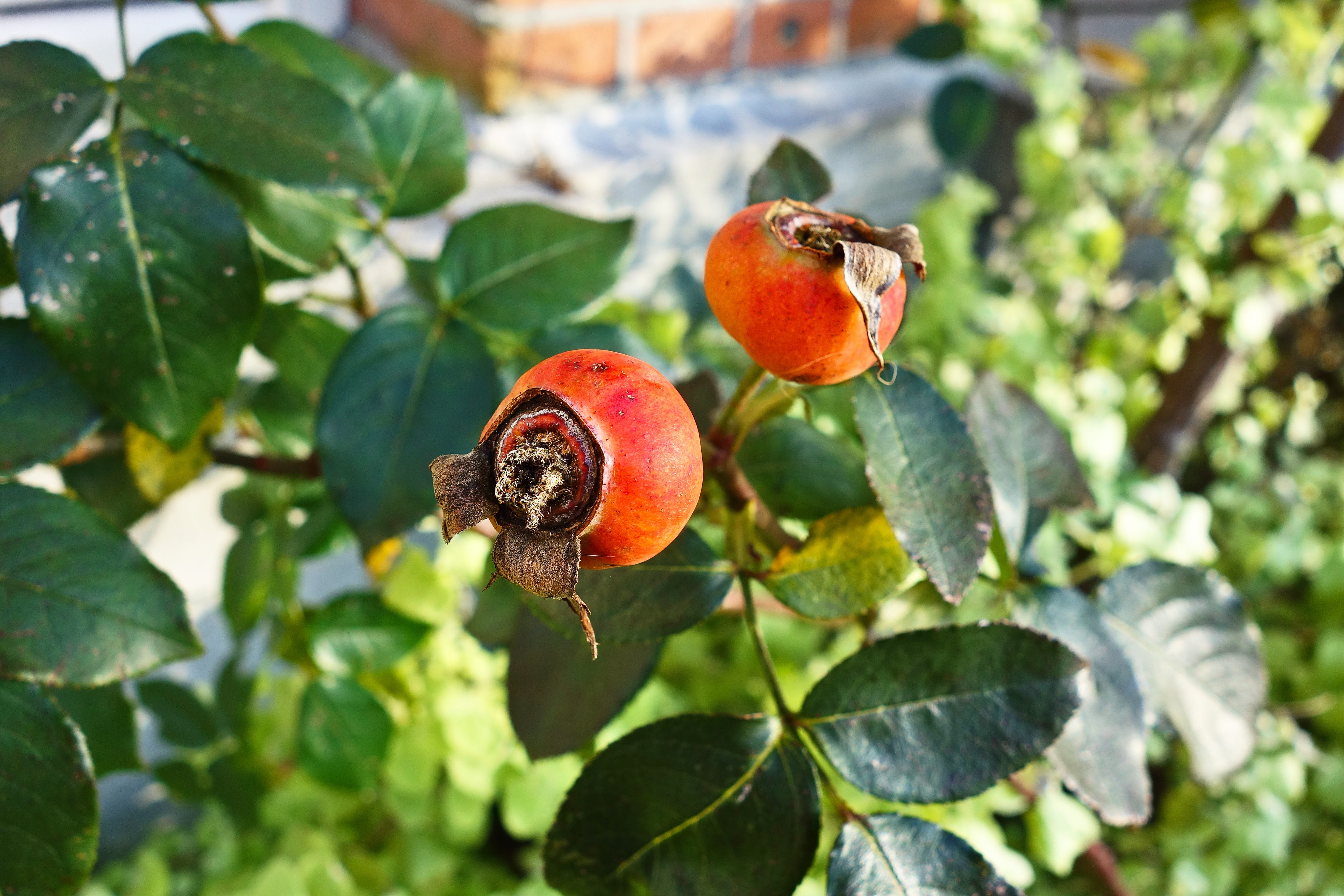 close-up, vitamin c, rose bush, herb, 4K, green color, beauty in nature, no people, day, vitamin, medicine, dogrose, fall, leaf, fruit tree, rose hip, HD Wallpaper