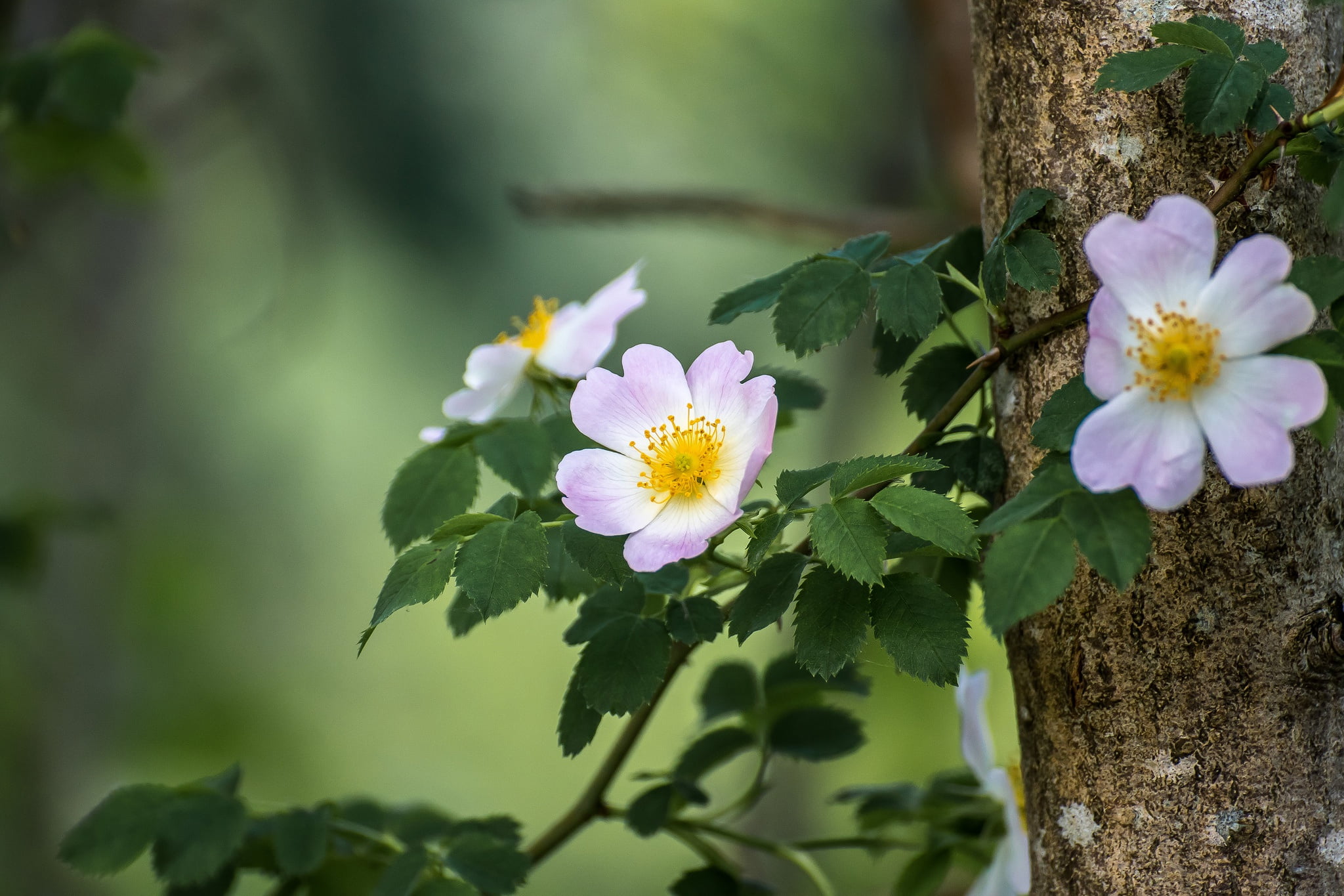 1080P, branch, briar, flowers, bokeh, HD Wallpaper