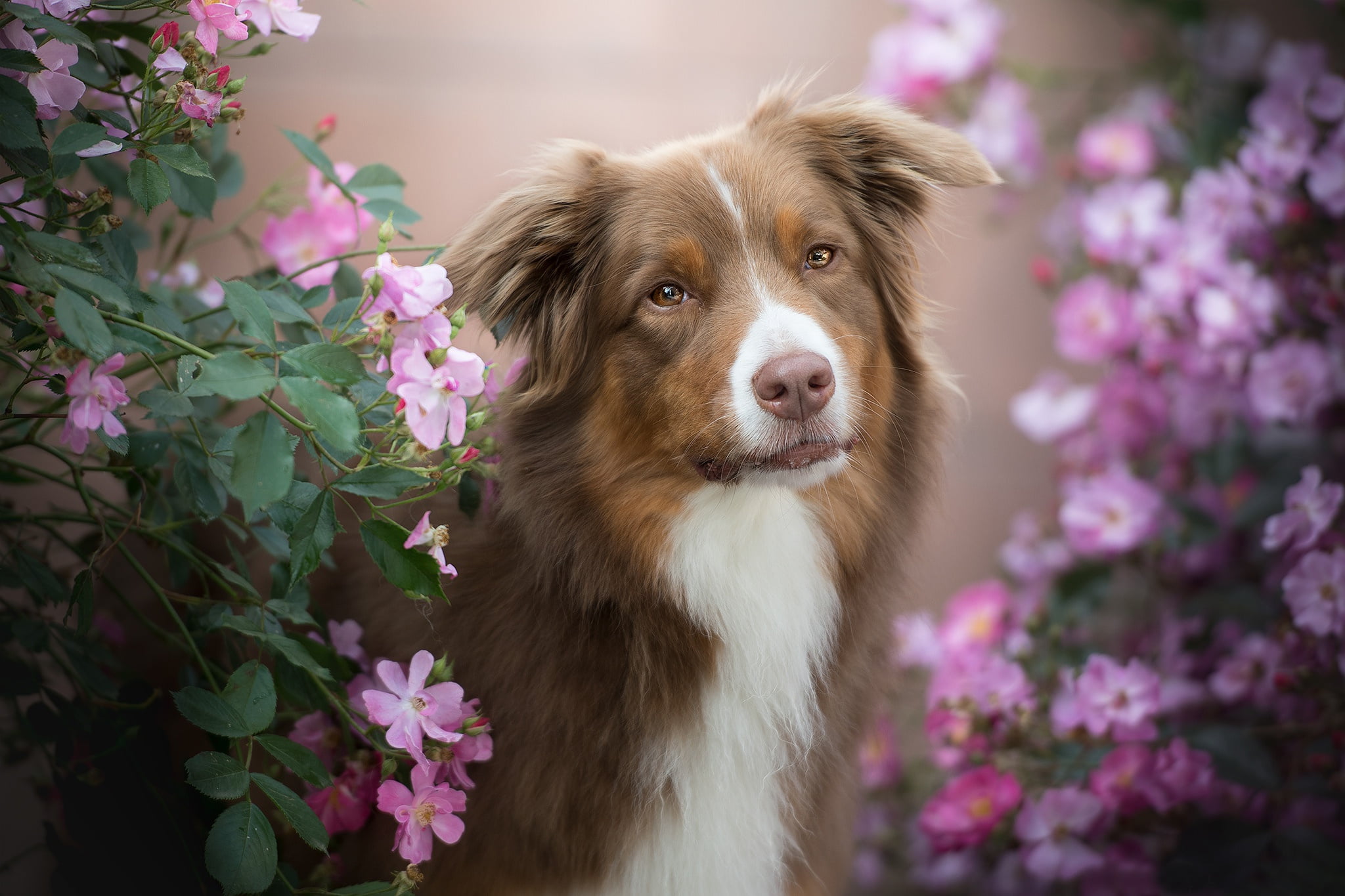 face, bokeh, Aussie, look, the bushes, Australian shepherd, 1080P, briar, portrait, flowers, dog, HD Wallpaper