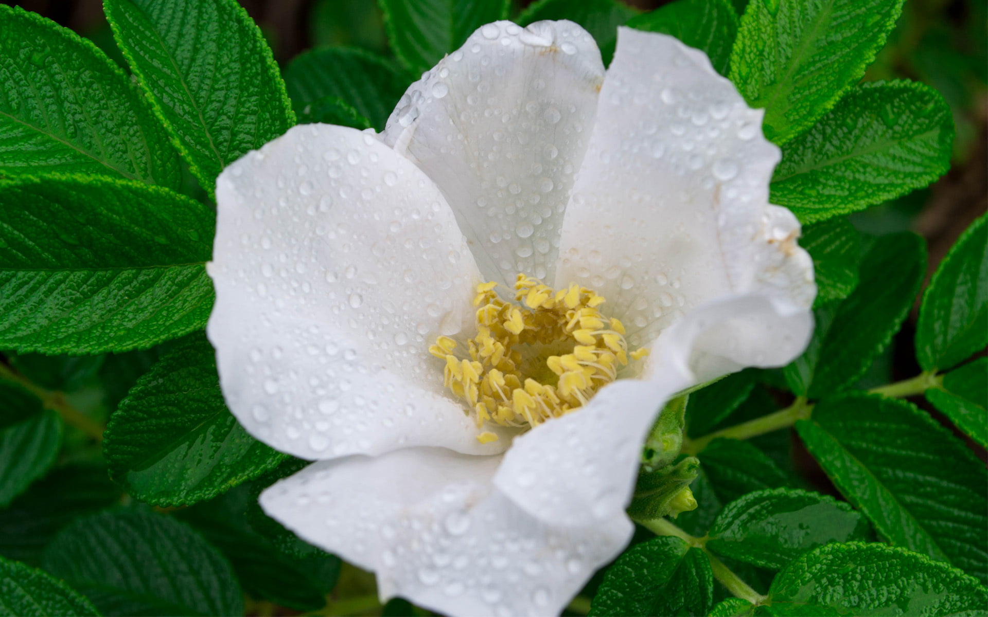 freshness, leaf, drops, flowering plant, inflorescence, pollen, plant part, white, flower, no people, raindrop, petal, wet, growth, beauty in nature, outdoors, HD Wallpaper
