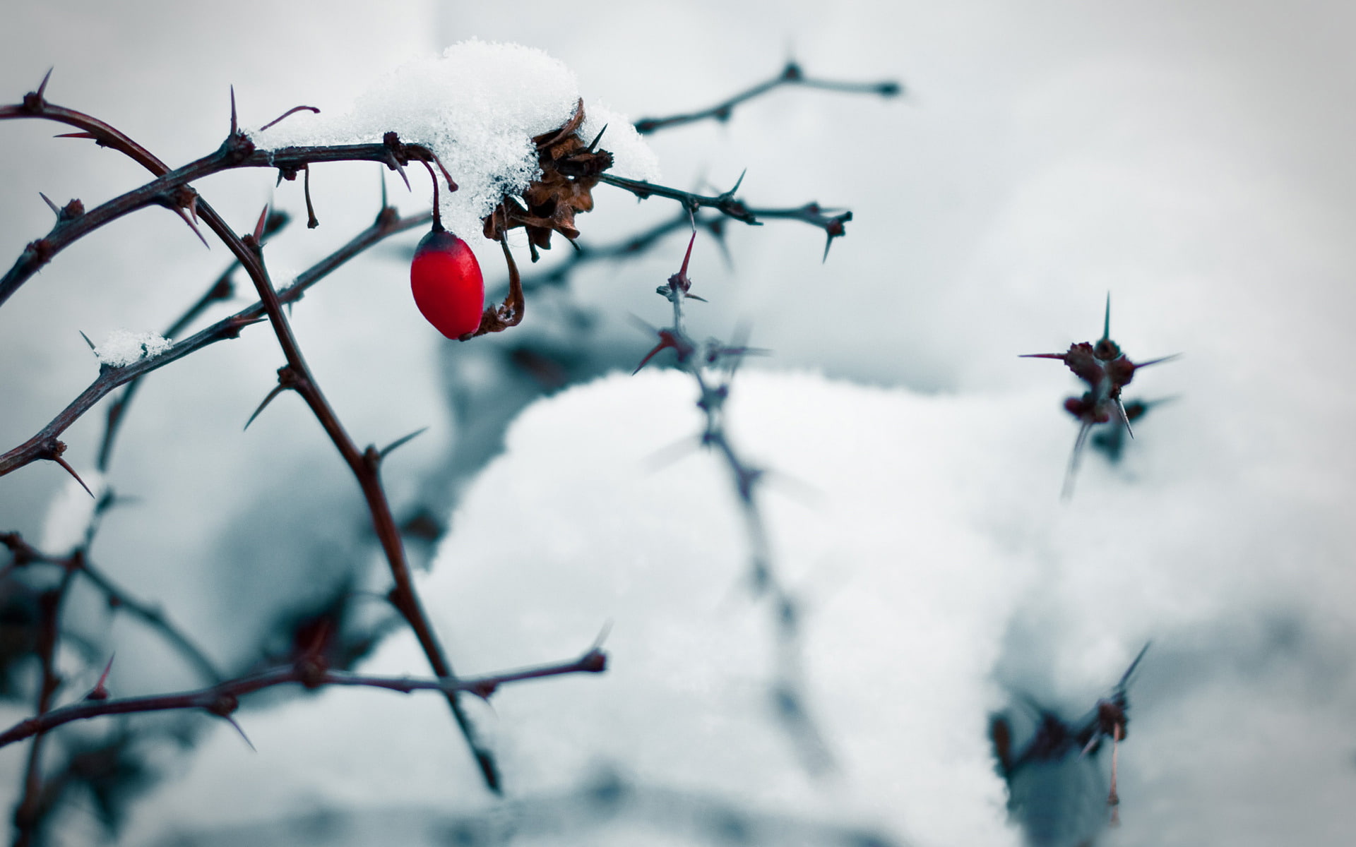 ice, branches, barb, 1080P, snow, briar, berry, HD Wallpaper