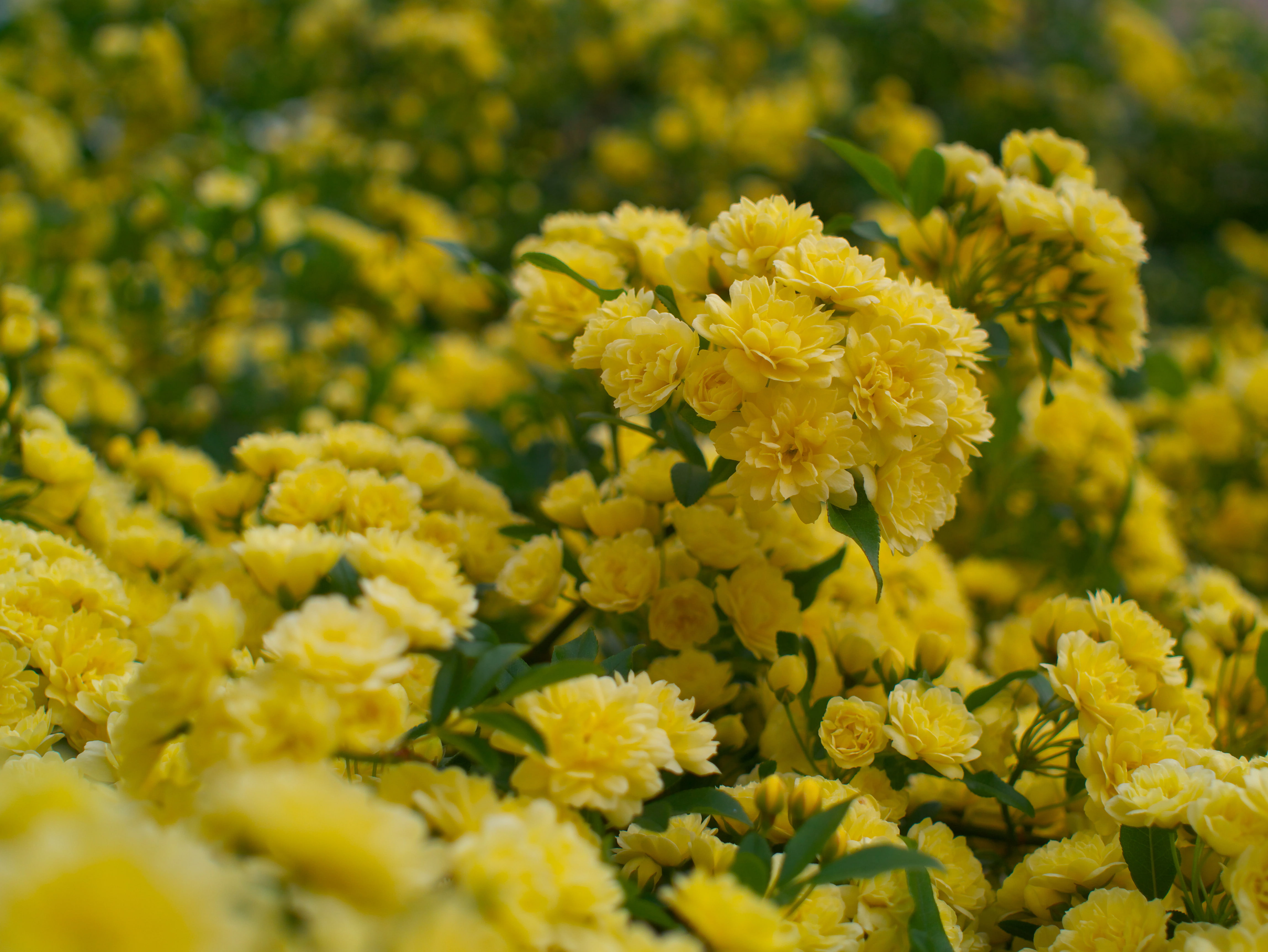 4K, flowers, Rose Banks, briar, the bushes, HD Wallpaper