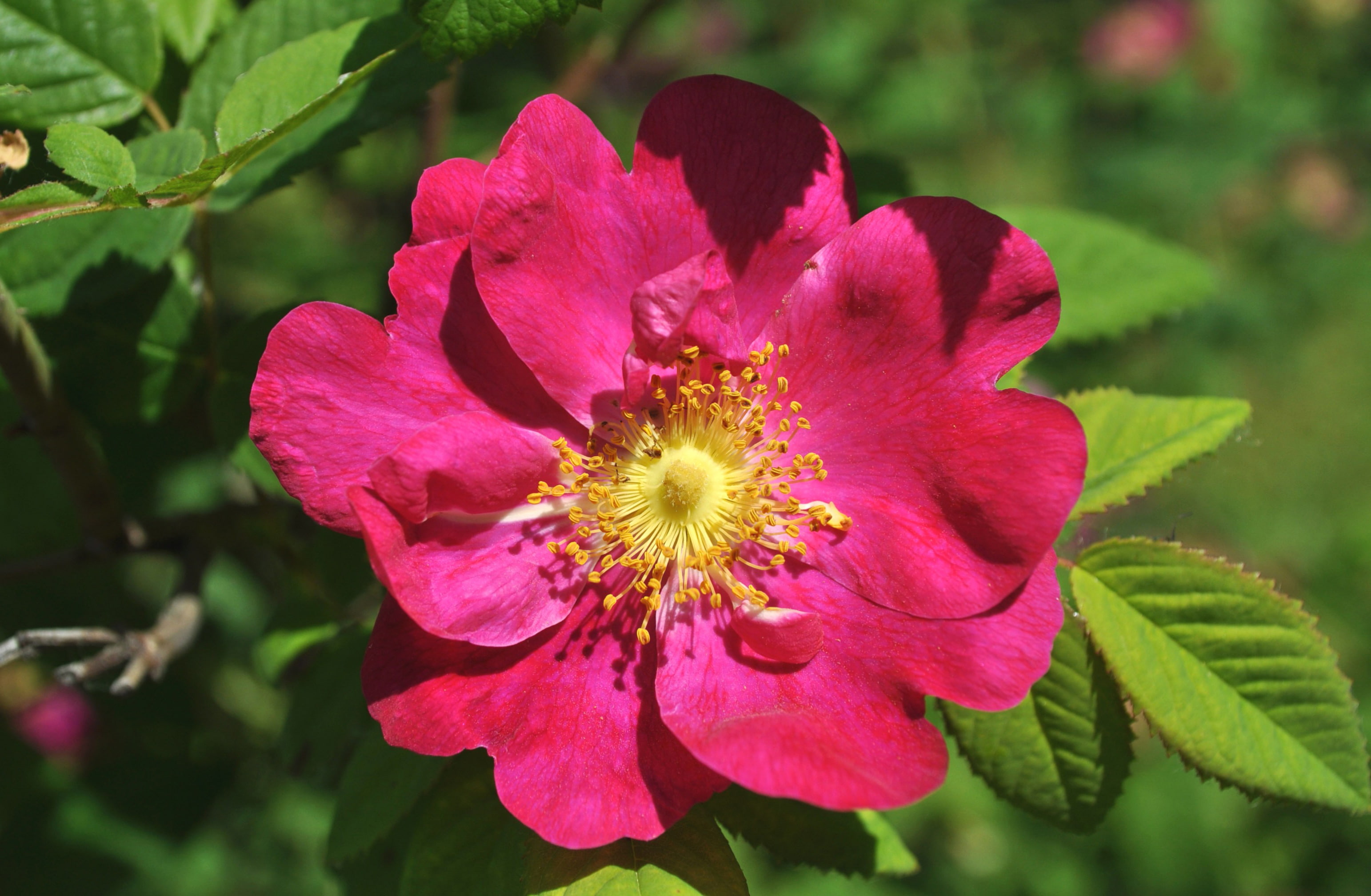 briar, petals, macro, 2K, HD Wallpaper