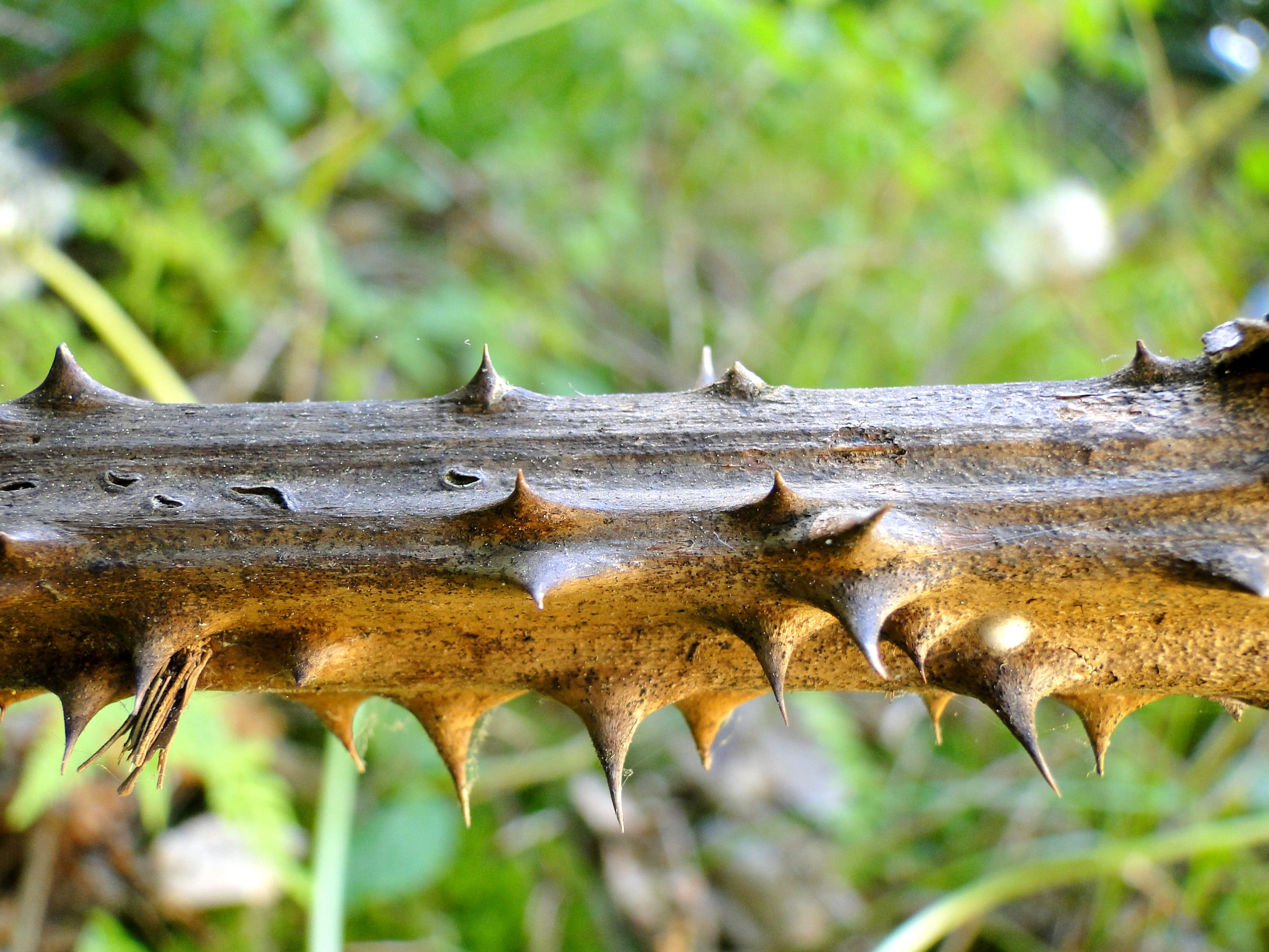 nature, growth, forest, animal wildlife, stem, tree trunk, 2K, land, day, group of animals, thorny, outdoors, plant, animal themes, spikes, no people, HD Wallpaper