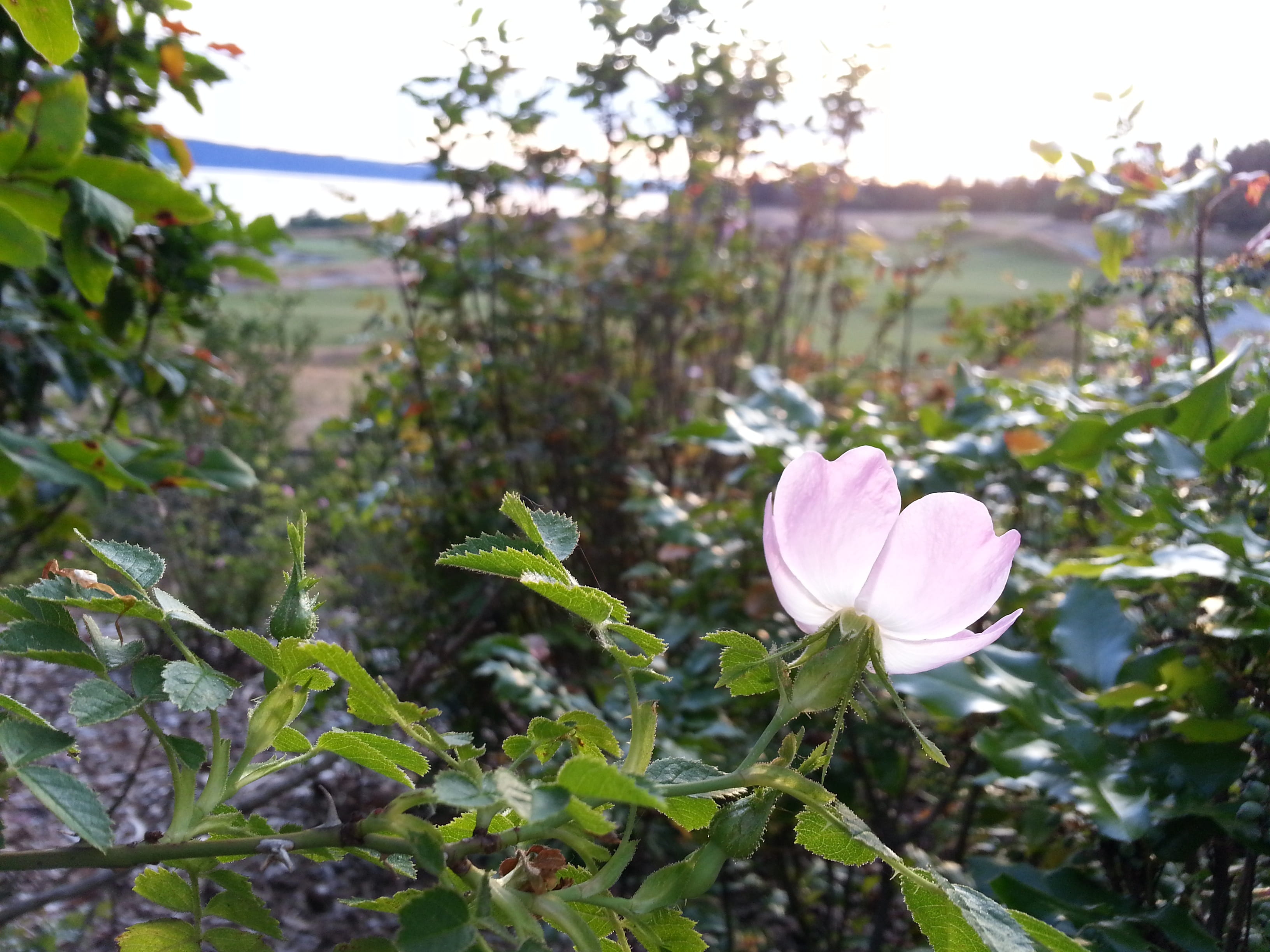plant part, day, delicate, focus on foreground, 2K, briar, plant, no people, mood, wild rose, leaf, fragility, green color, petal, tranquility, eglantine, HD Wallpaper