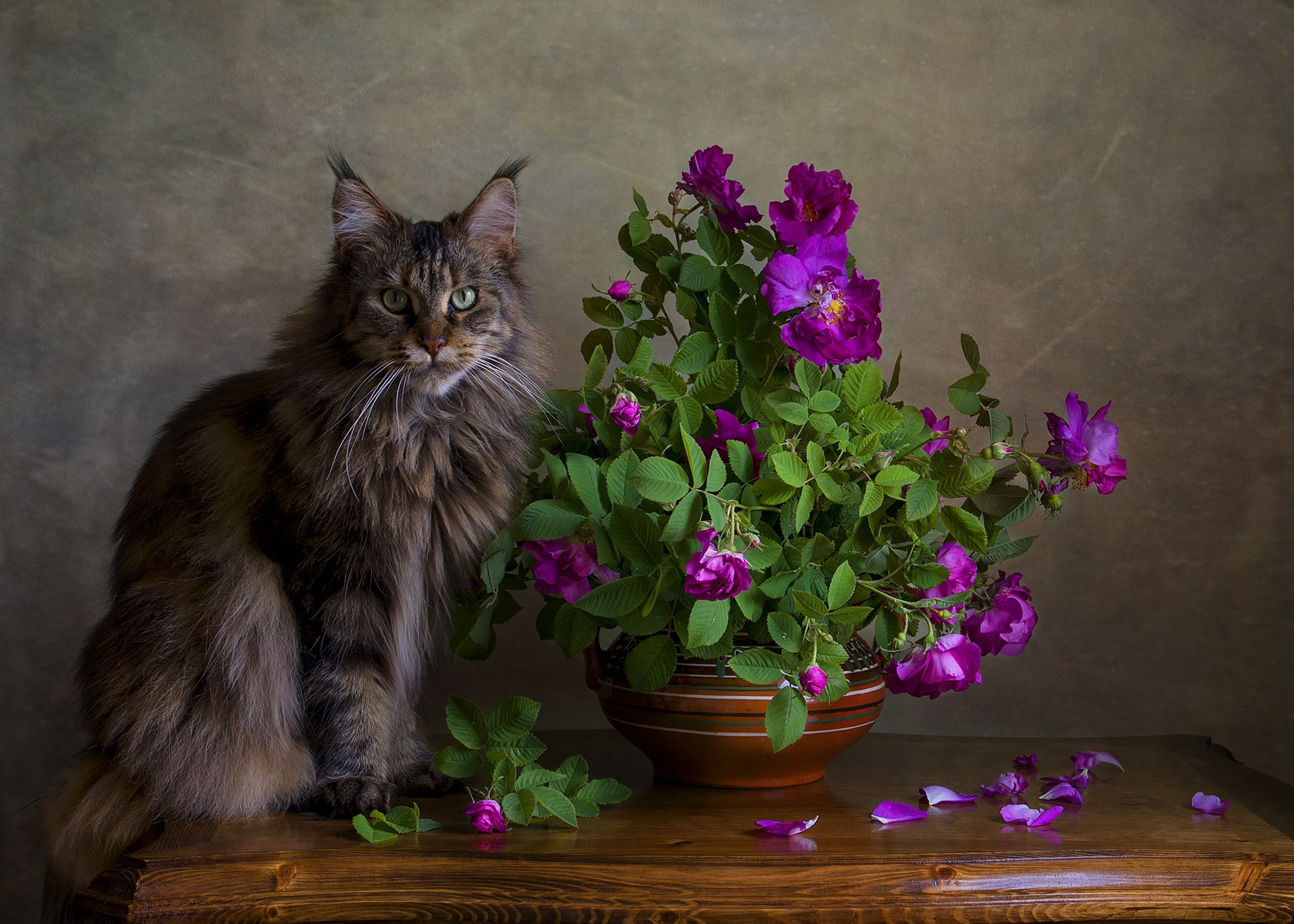 portrait, cat, briar, 1080P, HD Wallpaper