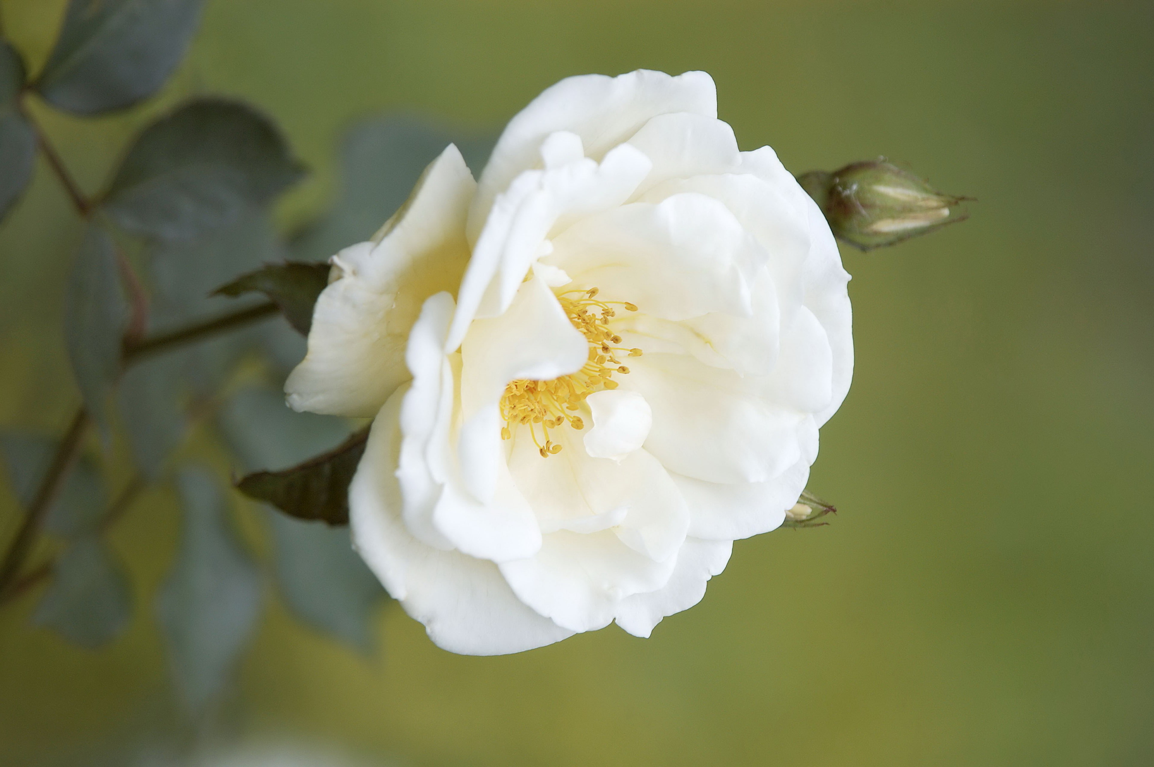 briar, buds, 4K, branch, flower, white, HD Wallpaper