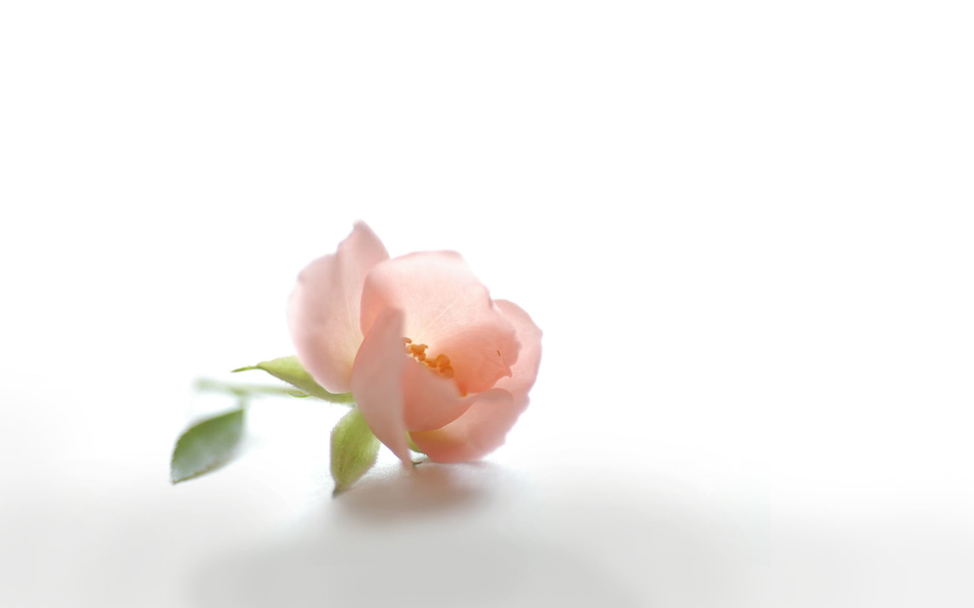single Flower, fragility, macro, studio shot, close-up, flowering plant, white Background, petals, beauty, beauty In Nature, pink Color, botany, rose, summer, HD Wallpaper