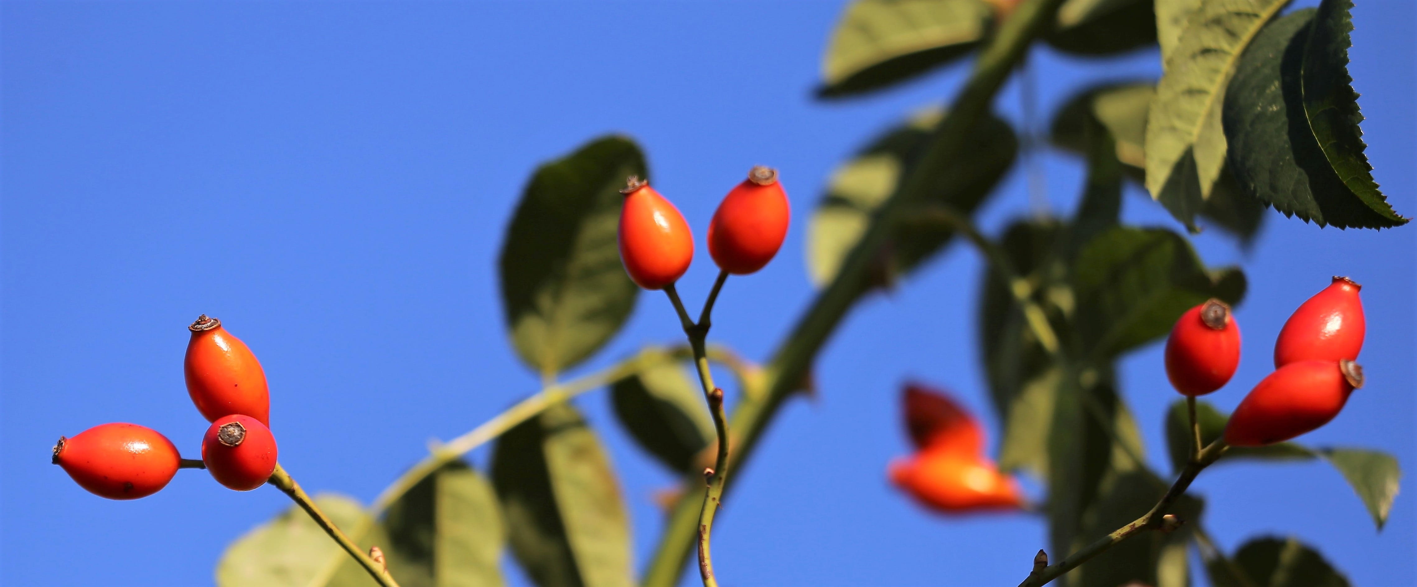 plant, outdoors, healthy eating, vegetable, nature, tree, outdoor, freshness, sky, meadow, 4K, close-up, wild, berries, blue background, red, no people, HD Wallpaper