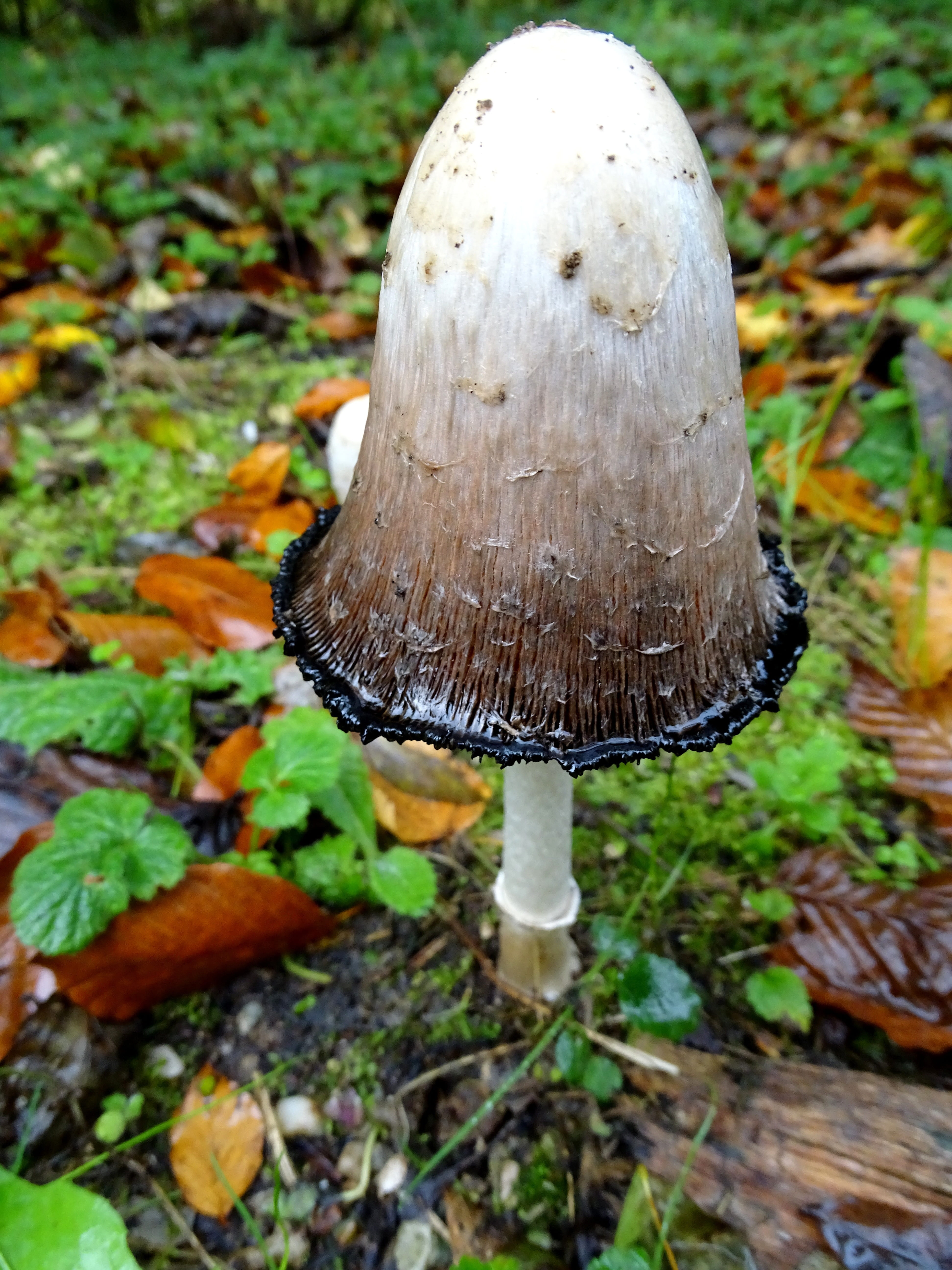 autumn, field, vulnerability, freshness, mushroom picking, no people, coprinus comatus, focus on foreground, food, toadstool, black border, asparagus mushroom, Phone HD Wallpaper