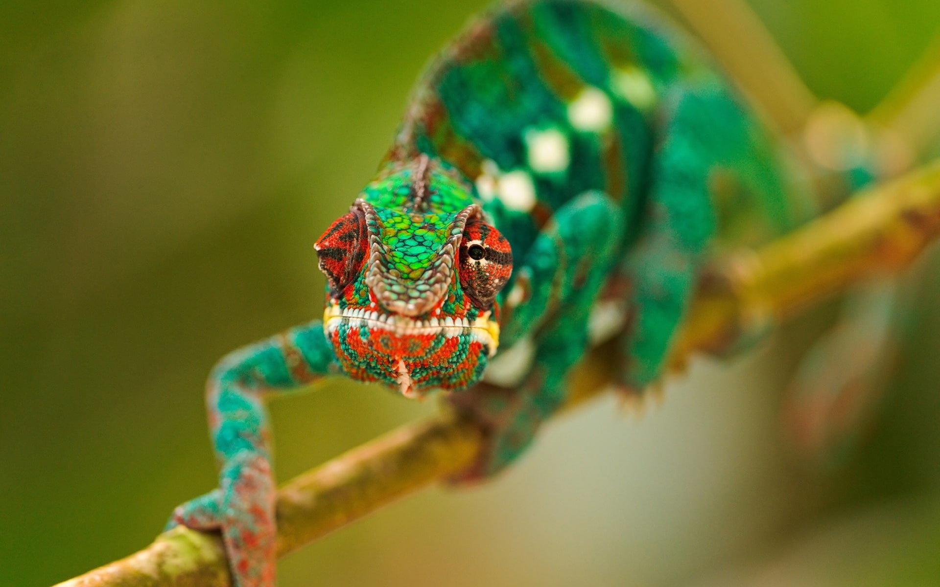 Amphibians, 1080P, Chameleon, HD Wallpaper