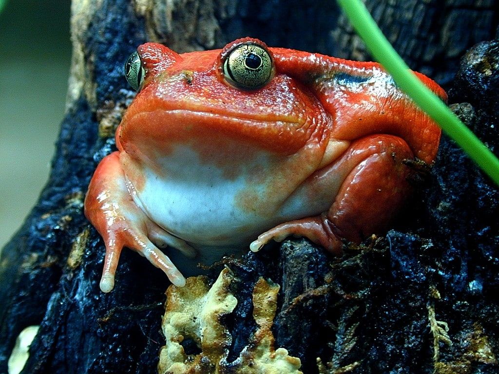 art, Tomato, 480P, amphibians, x, animals, hd, frogs, HD Wallpaper