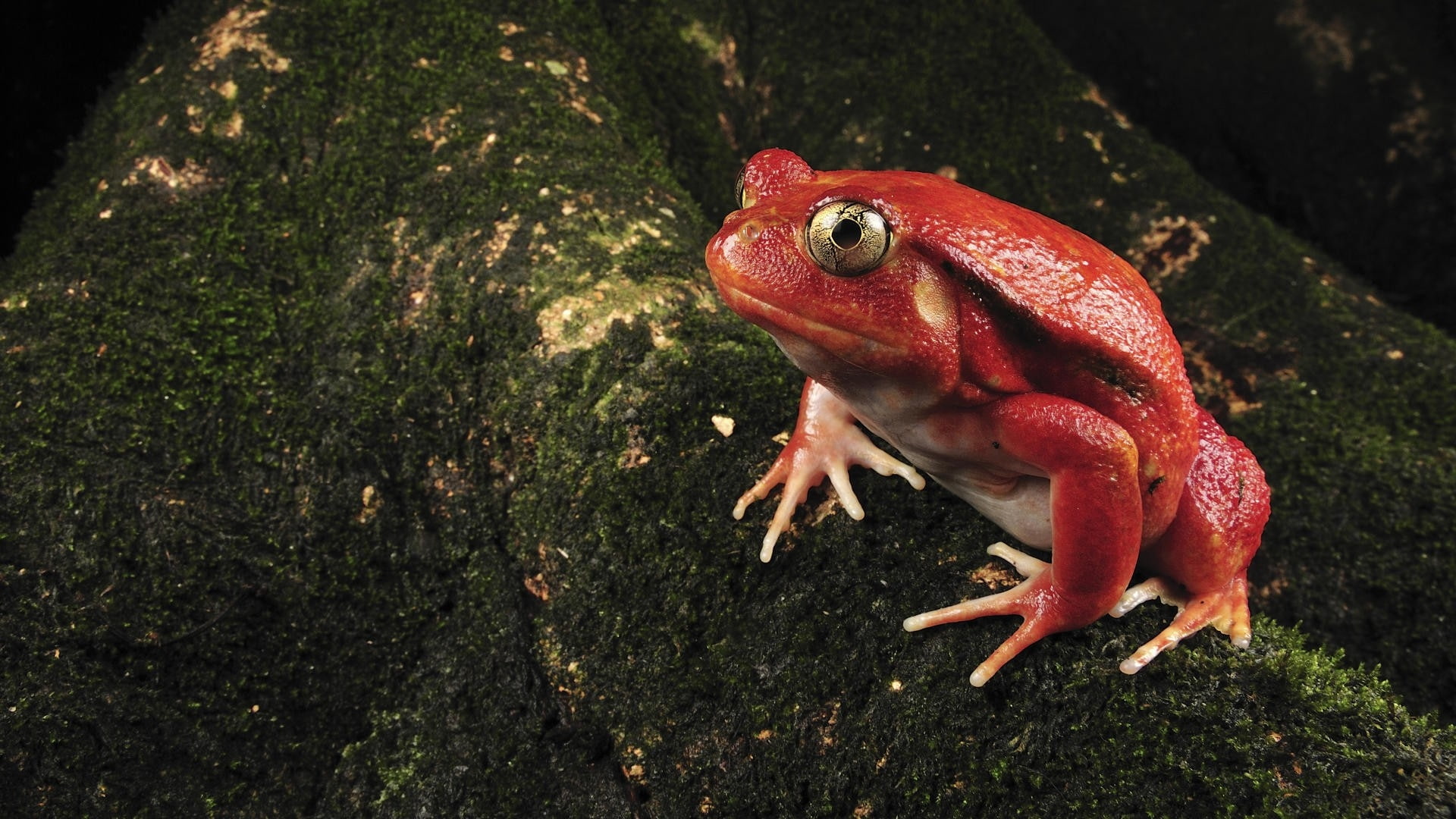 amphibians, art, x, madagascar, animals, hd, 1080P, frogs, HD Wallpaper