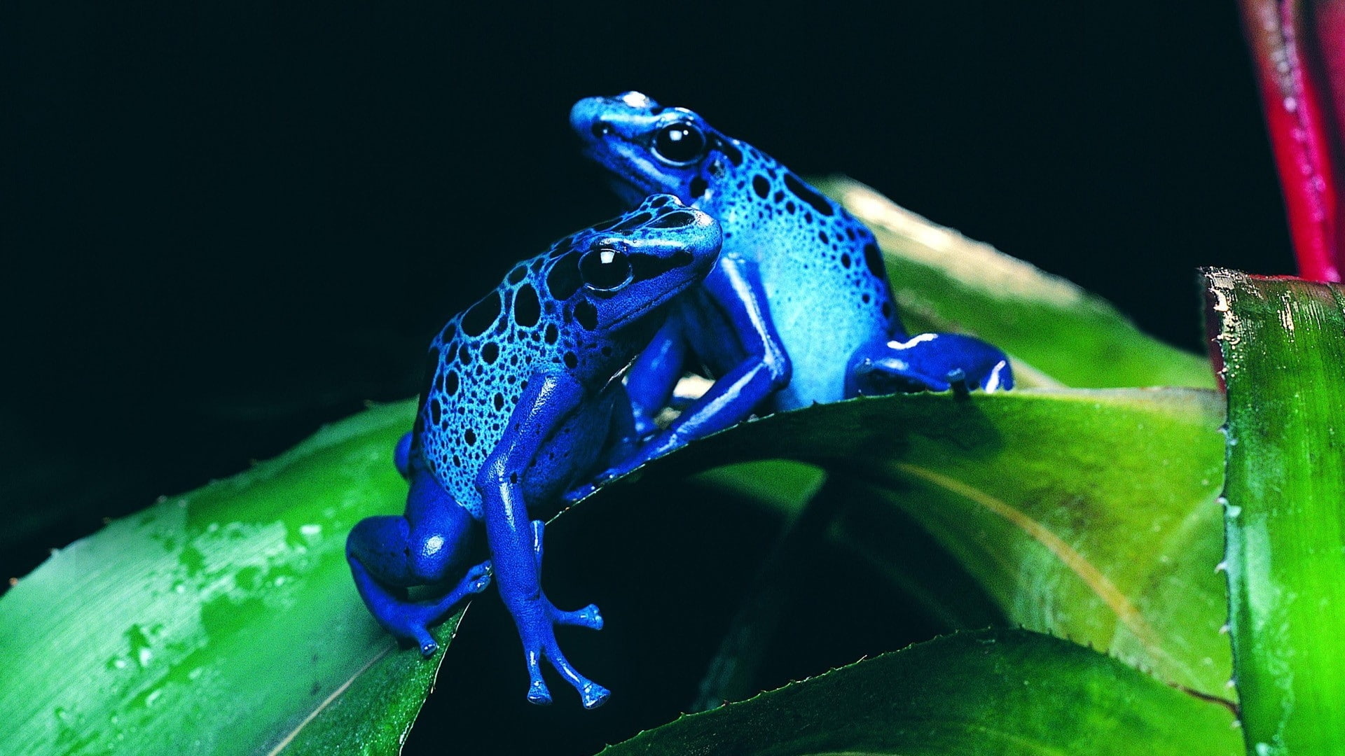 poison, amphibians, x, art, Blue, frogs, animals, 1080P, dart, hd, HD Wallpaper