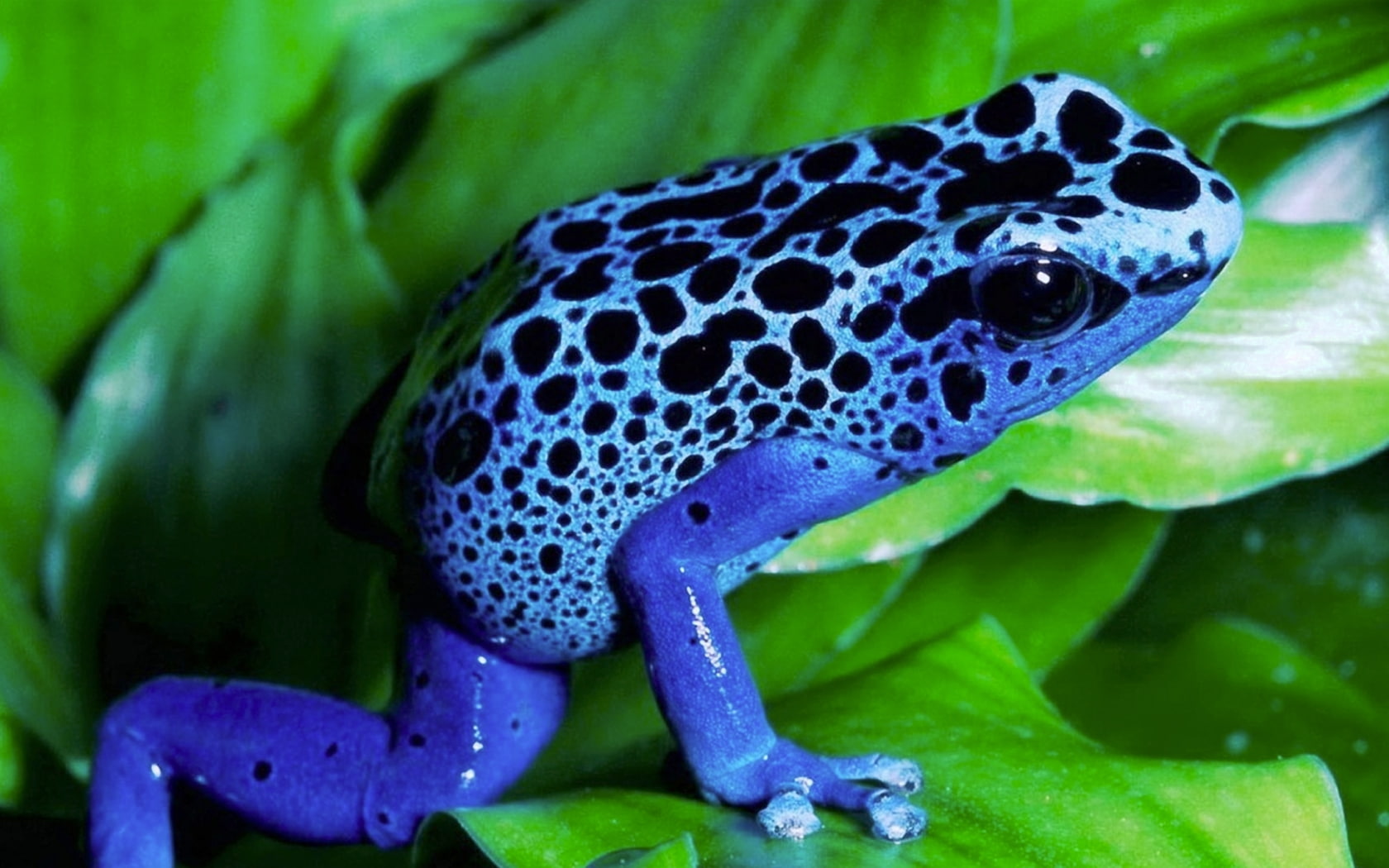 art, animals, AMPHIBIANS, hd, dart, 720P, frogs, x, poison, HD Wallpaper
