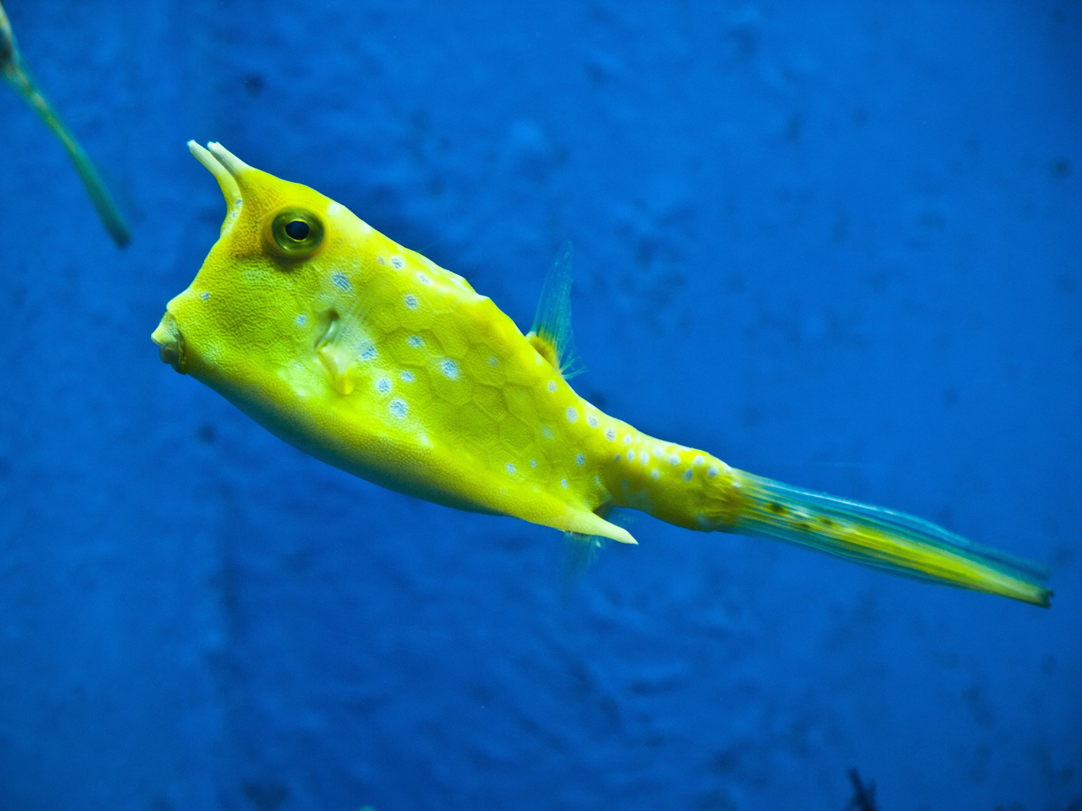 yellow, animal wildlife, water, ocean, aquarium, sea life, blue, amphibian, boxfish, one animal, outdoors, marine, yellow fish, longhorn cowfish, close-up, HD Wallpaper
