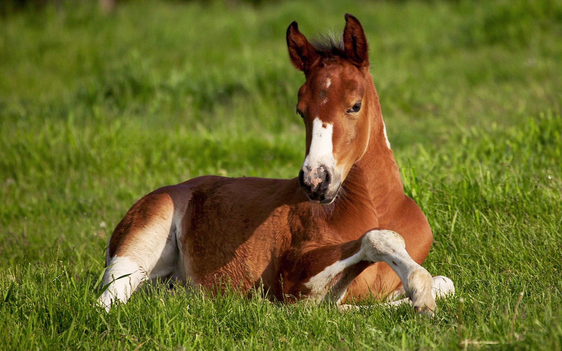 livestock, plant, stallion, pasture, outdoors, close-up, summer, mane, ranch, domestic, agriculture, ZHEREBENOK, animal, HORSE, vertebrate, mammal, land, HD Wallpaper