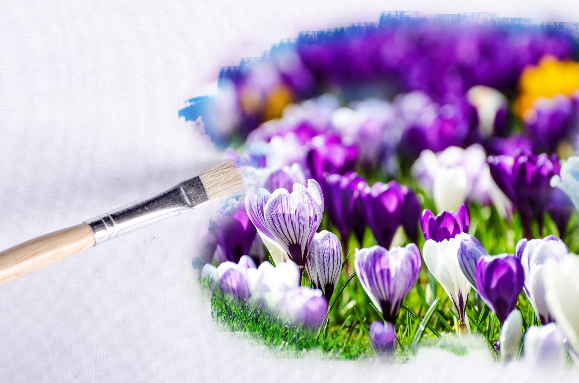 idea, wheat, vulnerability, brush, petal, flores, fake, plant, beauty in nature, flowering plant, freshness, no people, card, paintbrush, inflorescence, HD Wallpaper