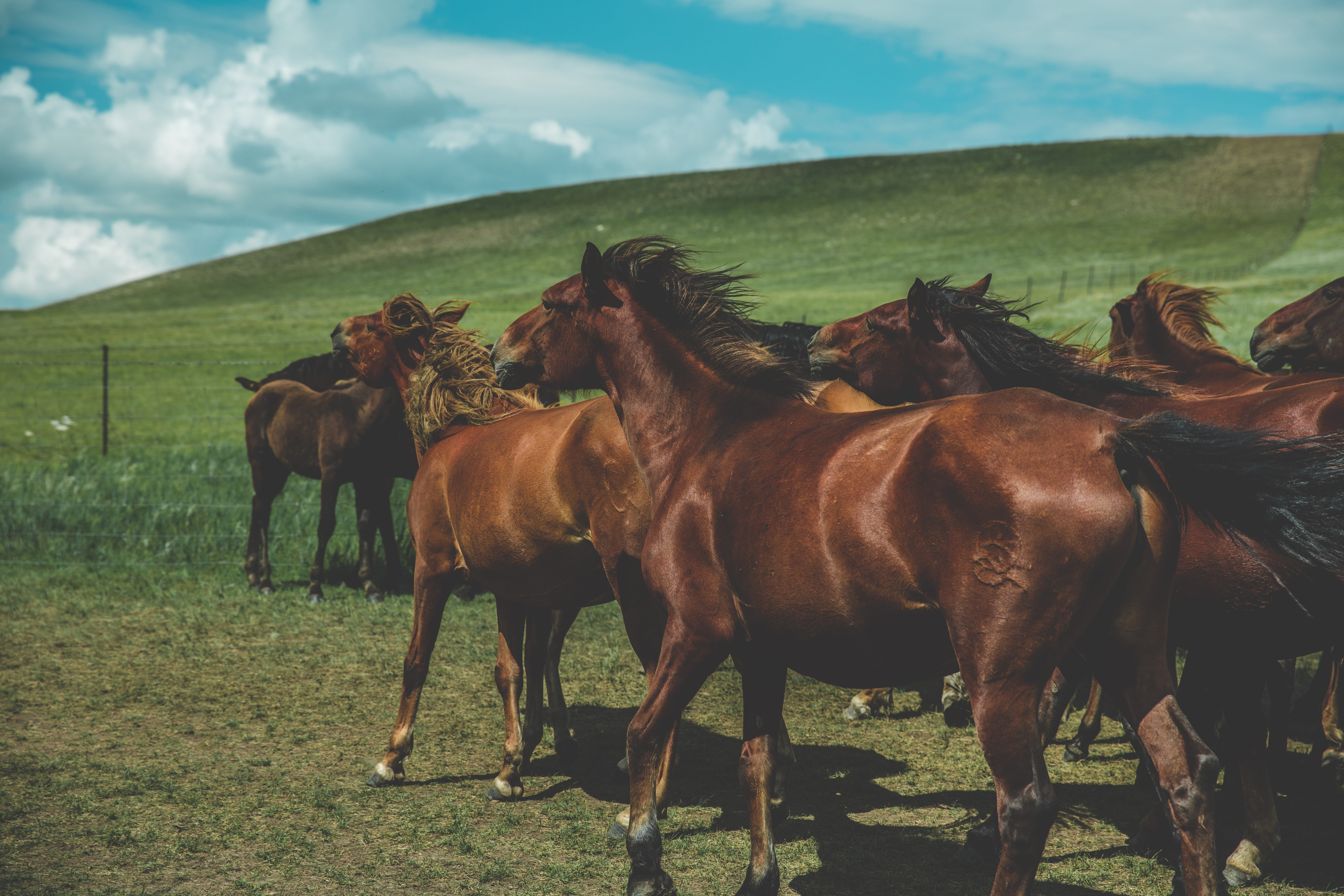 pets, day, livestock, 5K, meadow, brown, no people, wildlife, group, mane, lion, animal wildlife, outdoors, green, cloud - sky, animal, fur, equine, land, HD Wallpaper