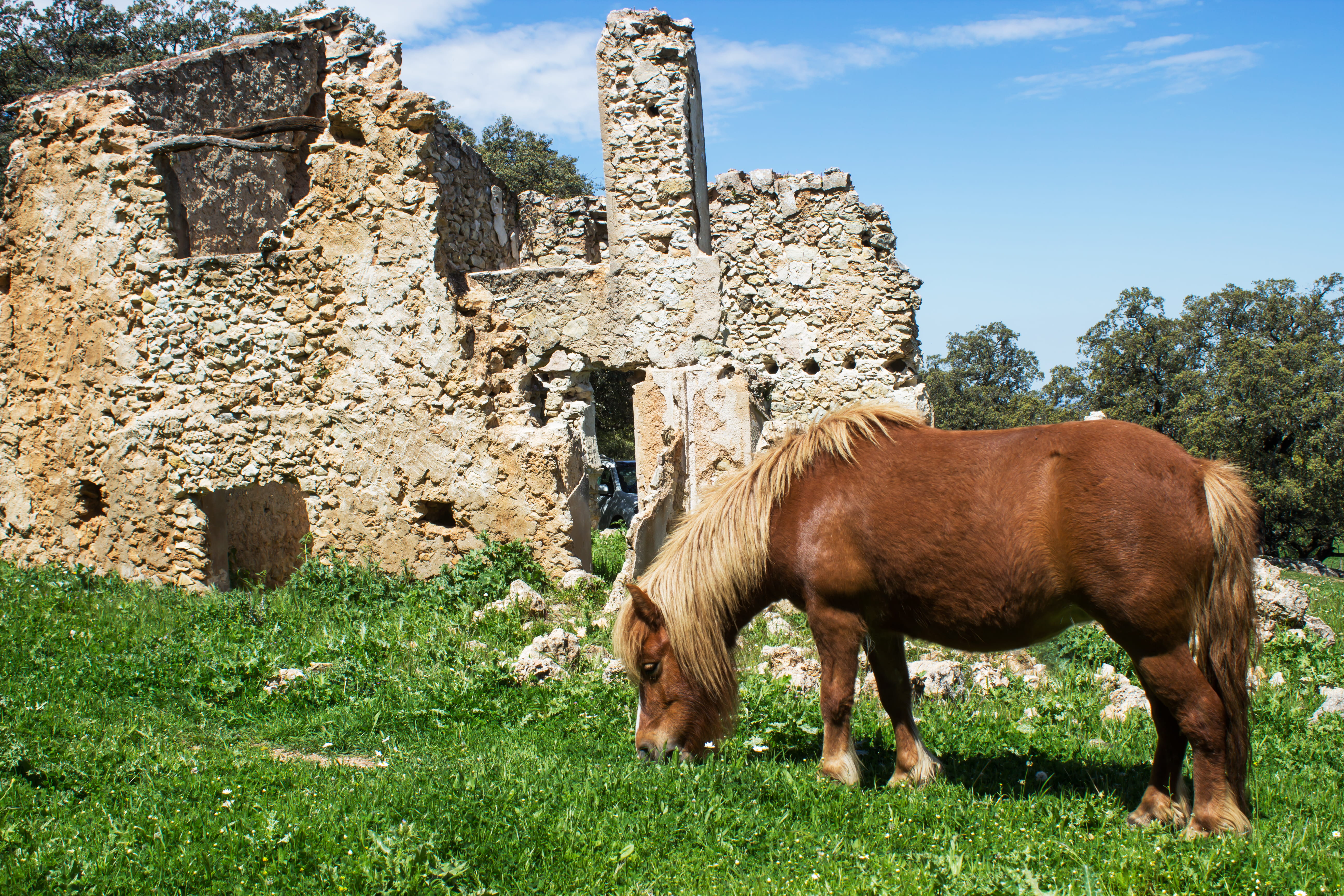 green, domestic animals, landscape, clouds, ruin, grass, one animal, mother nature, grazing, concrete, animal wildlife, herbivorous, brown, pets, animal, HD Wallpaper