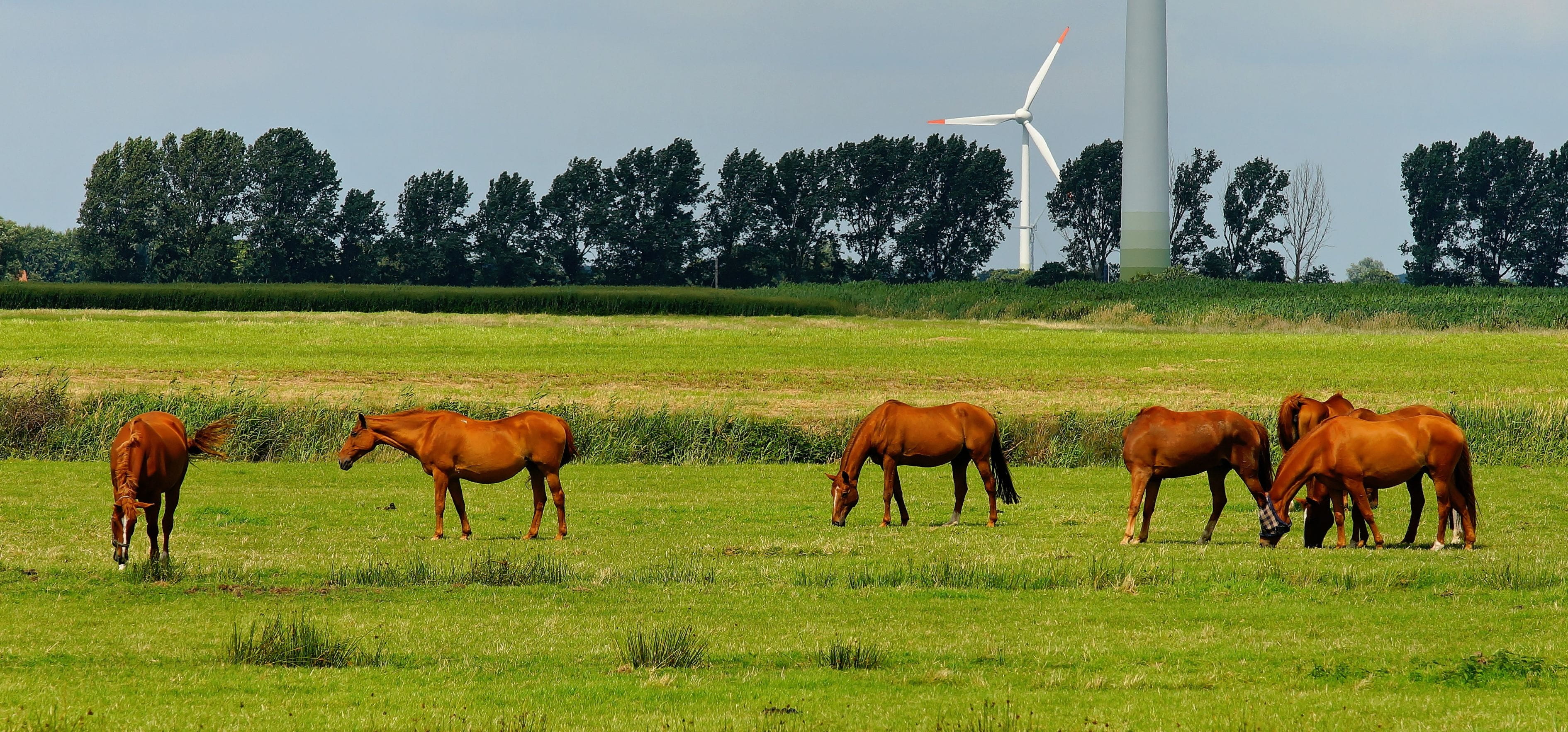 Meadow, plant, Horses, 2K, horse, sky, graze, green, domestic animals, livestock, Animals, land, pets, herbivorous, brown, wind power plants, herd, landscape, HD Wallpaper