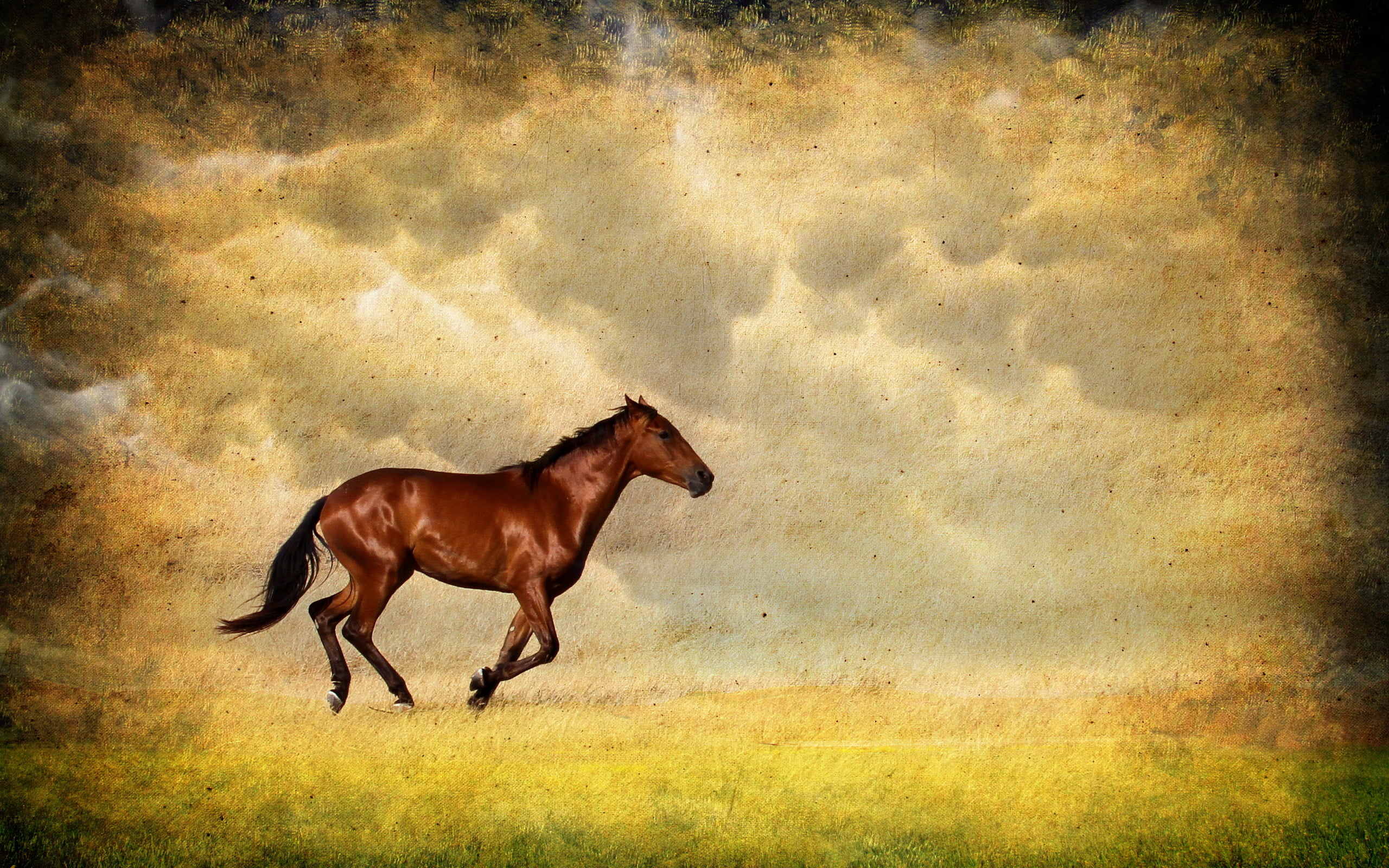 horse, pets, backgrounds, animal, mane, side view, mare, beauty In Nature, no People, day, field, vertebrate, textured effect, brown, nature, outdoors, HD Wallpaper