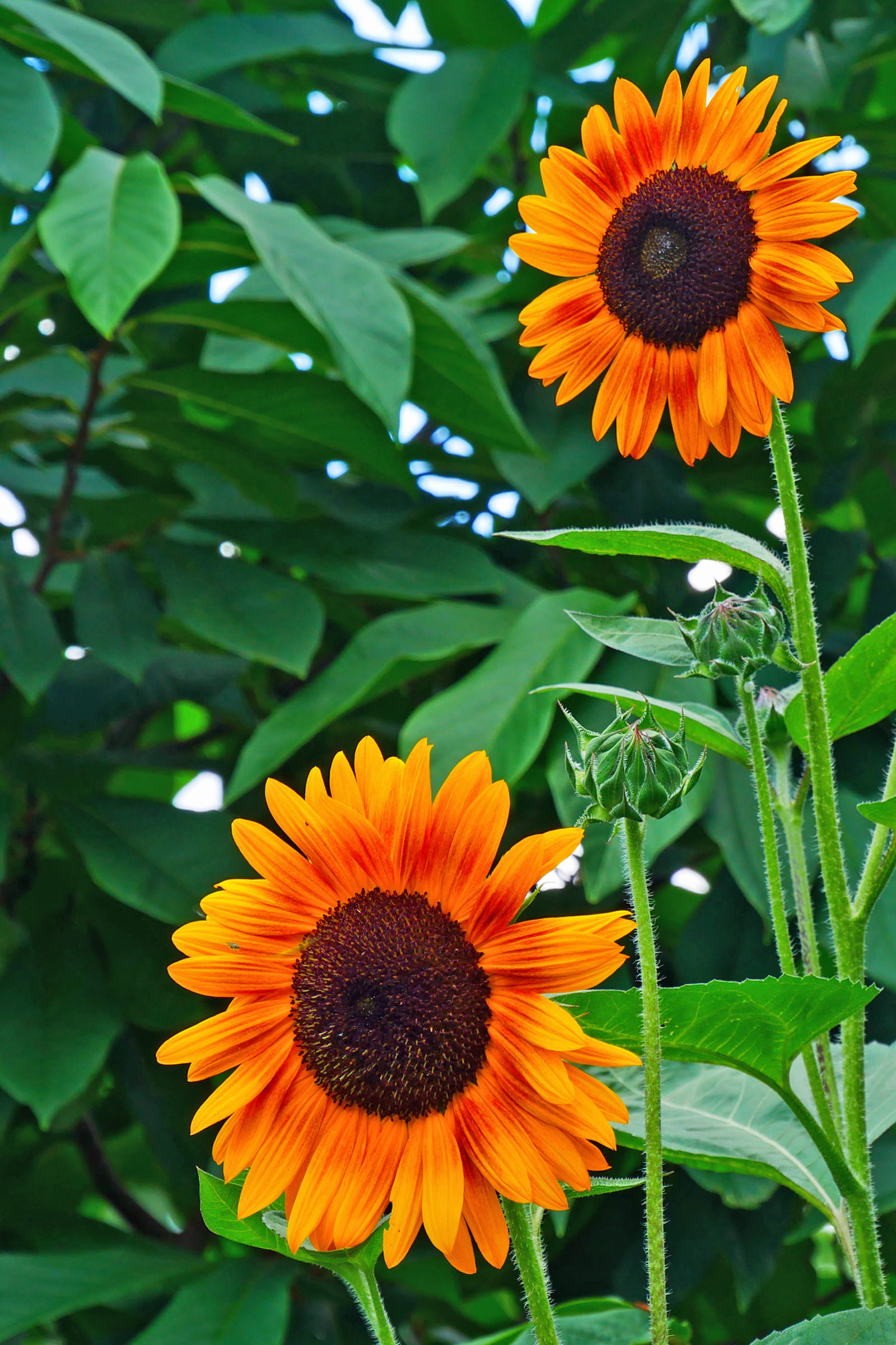 best flowers for bees, flowers that attract bees, vulnerability, flower, native annuals, bees, orange color, bee friendly plants, sunflowers, focus on foreground, Phone HD Wallpaper