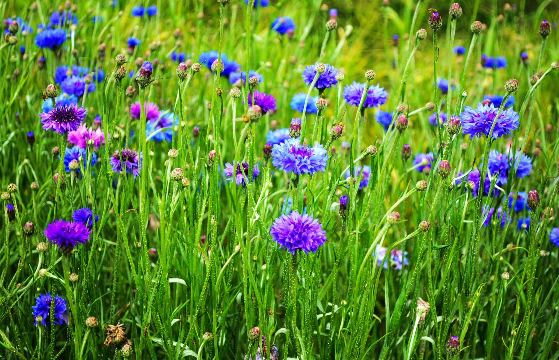 growth, full frame, fragility, grass, bud, blossom, flower, petal, close-up, leaf, scene, day, descriptive, summer, cornflower, stem, flowers, freshness, HD Wallpaper