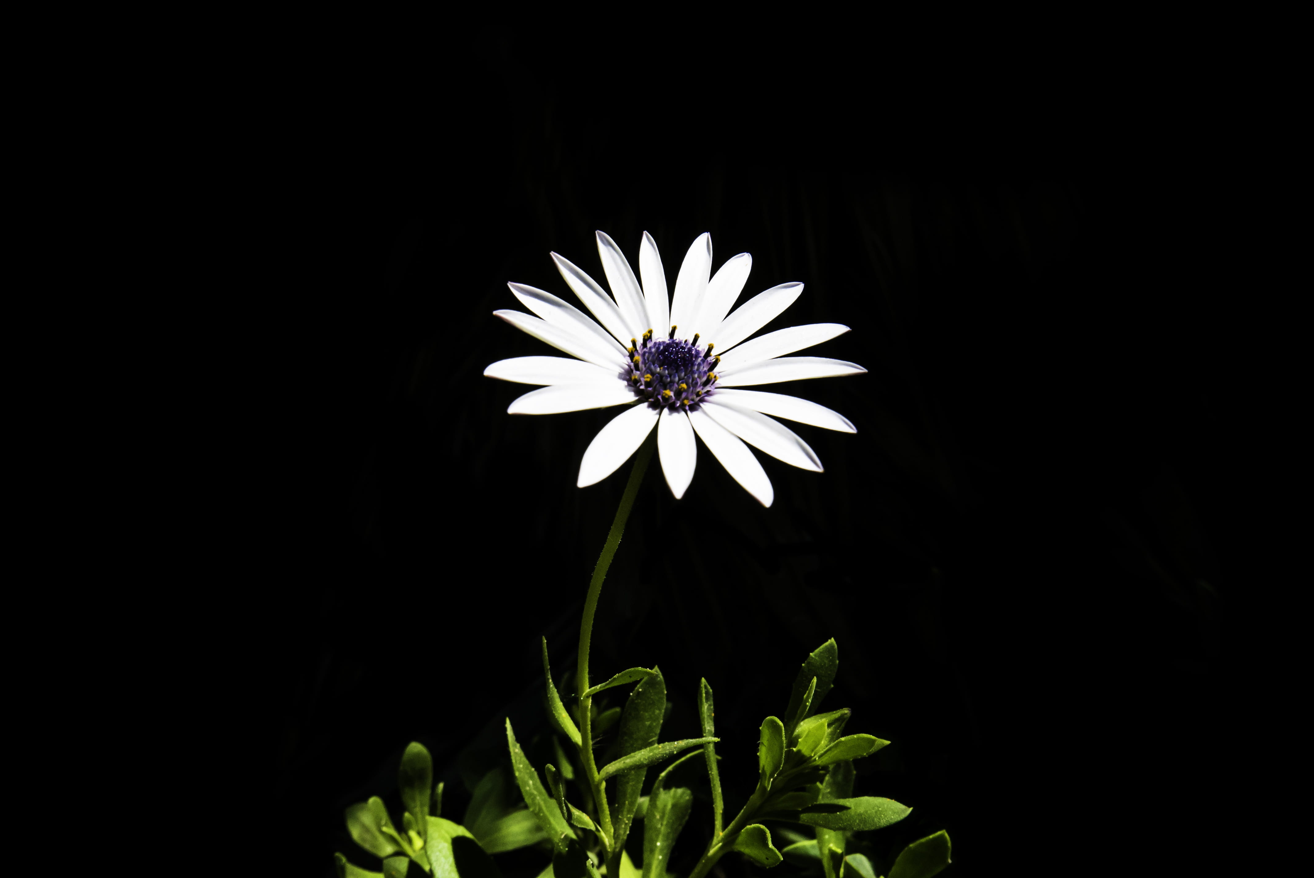 copy space, focus, petaled, purple, blue, daisy, photography, green, beauty in nature, flower head, no people, leaf, nature, freshness, petal, vulnerability, HD Wallpaper