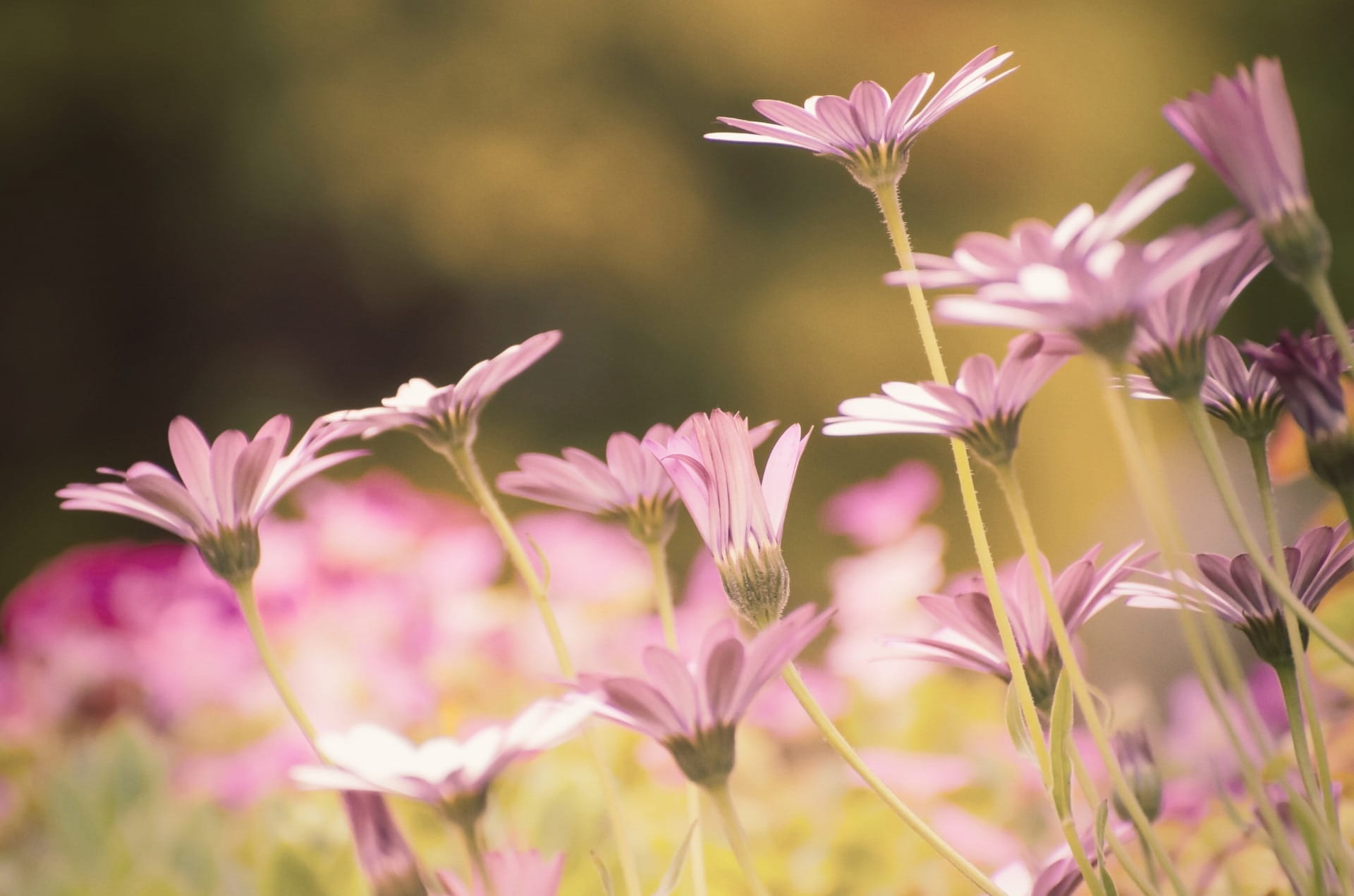 field, meadow, plant, flower head, color, blossom, daisy, flower, petal, vulnerability, spring, flowers, plant stem, bloom, gardening, growth, beauty in nature, HD Wallpaper