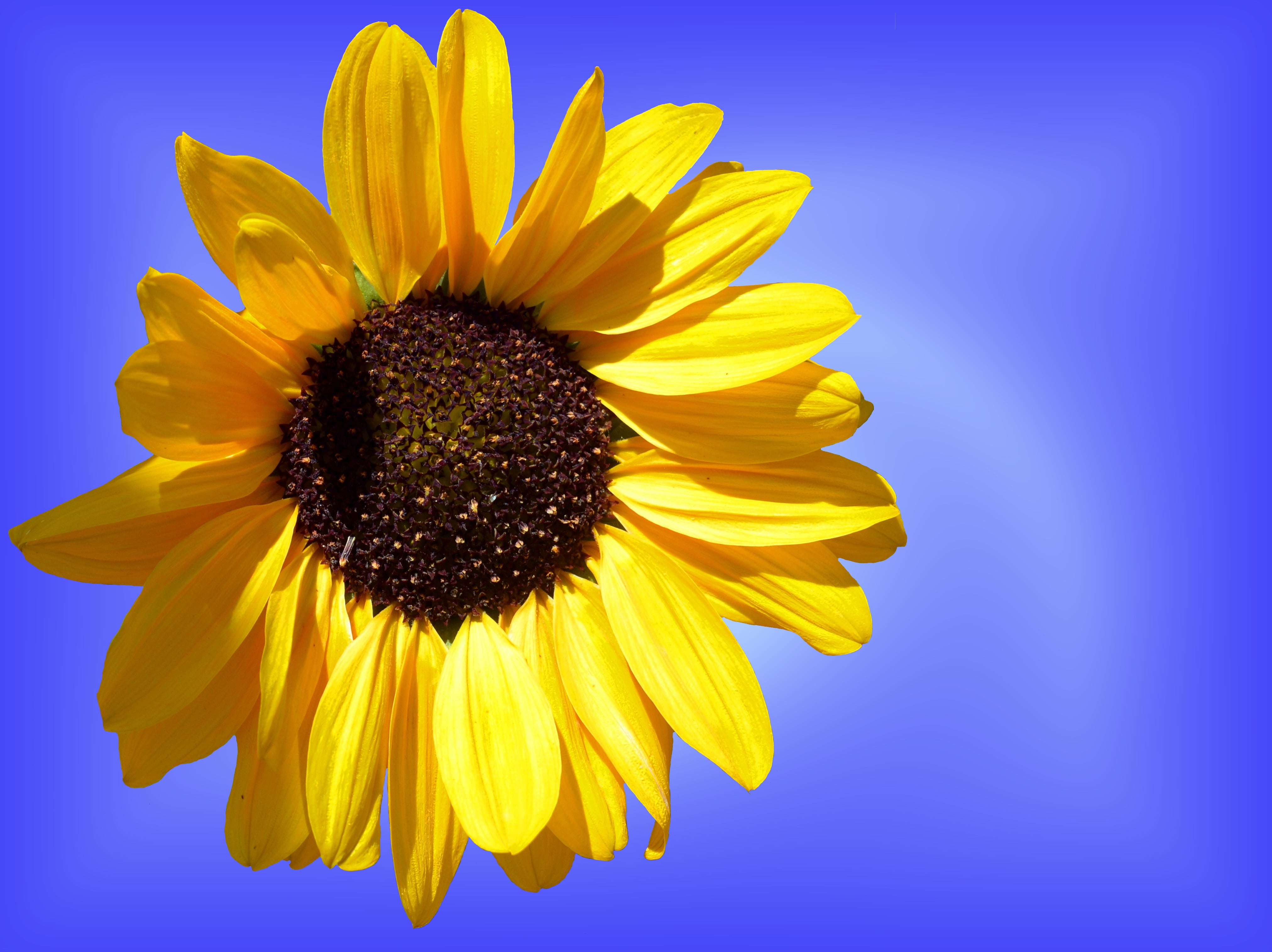 pollen, 4K, flora, summer flower, vulnerability, summer, photography, blossom, flowering plant, petal, yellow, close-up, beauty in nature, flower head, HD Wallpaper