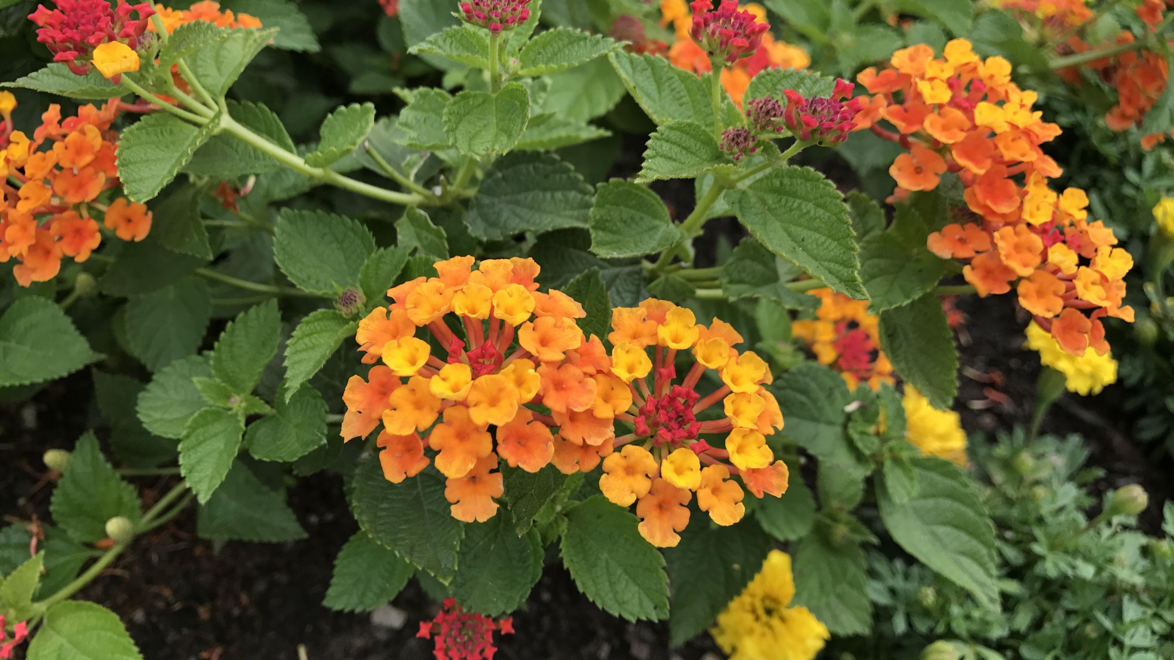 freshness, flower, fragility, petal, leaf, outdoors, nature, annual plant, beauty in nature, flowering plant, orange color, verbena flowers, growth, flower head, HD Wallpaper