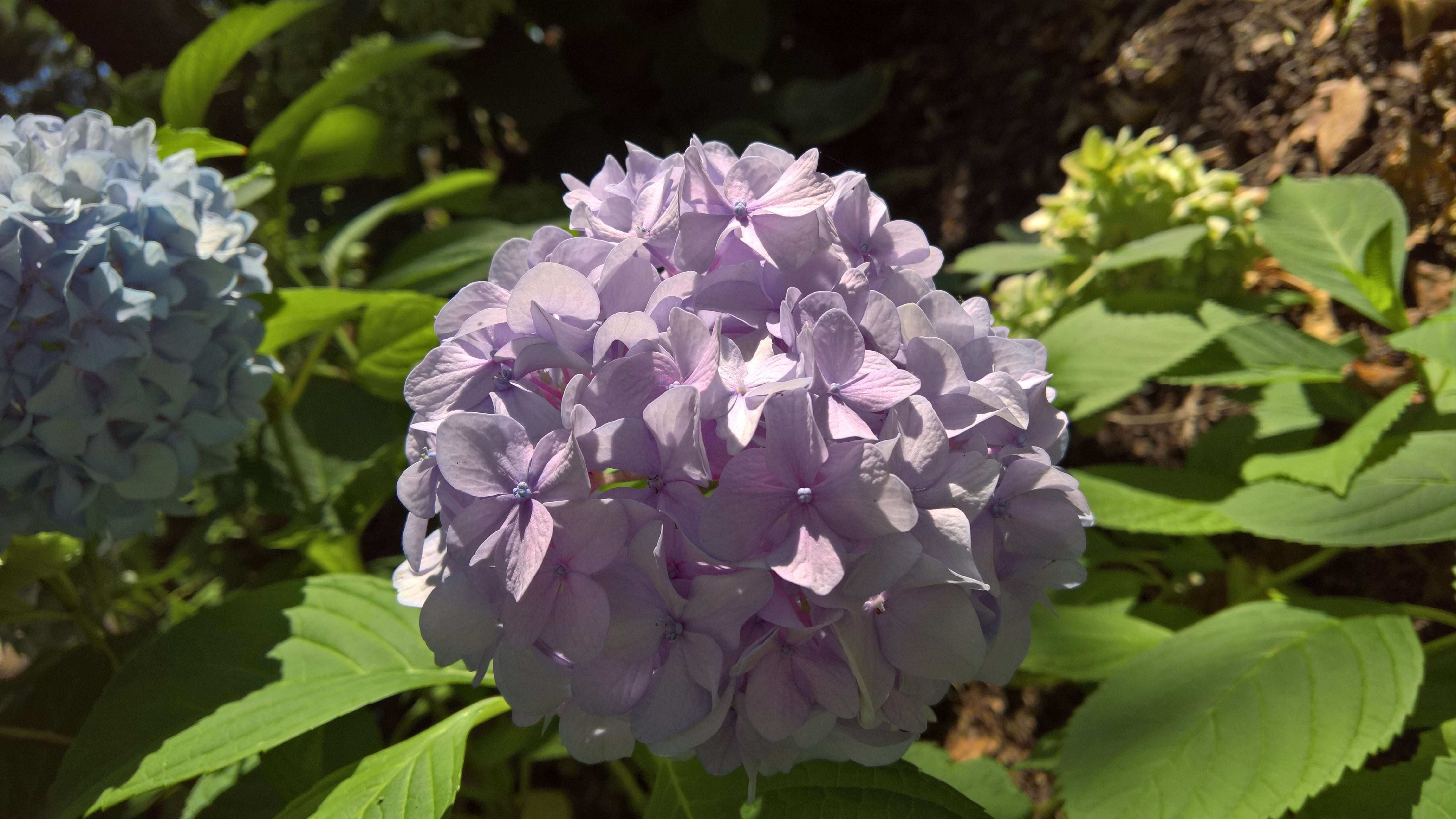 fragility, outdoors, growth, focus on foreground, inflorescence, hydrangeaceae, 5K, 5k, flora, day, petal, plant, flowering plant, vulnerability, plant part, HD Wallpaper