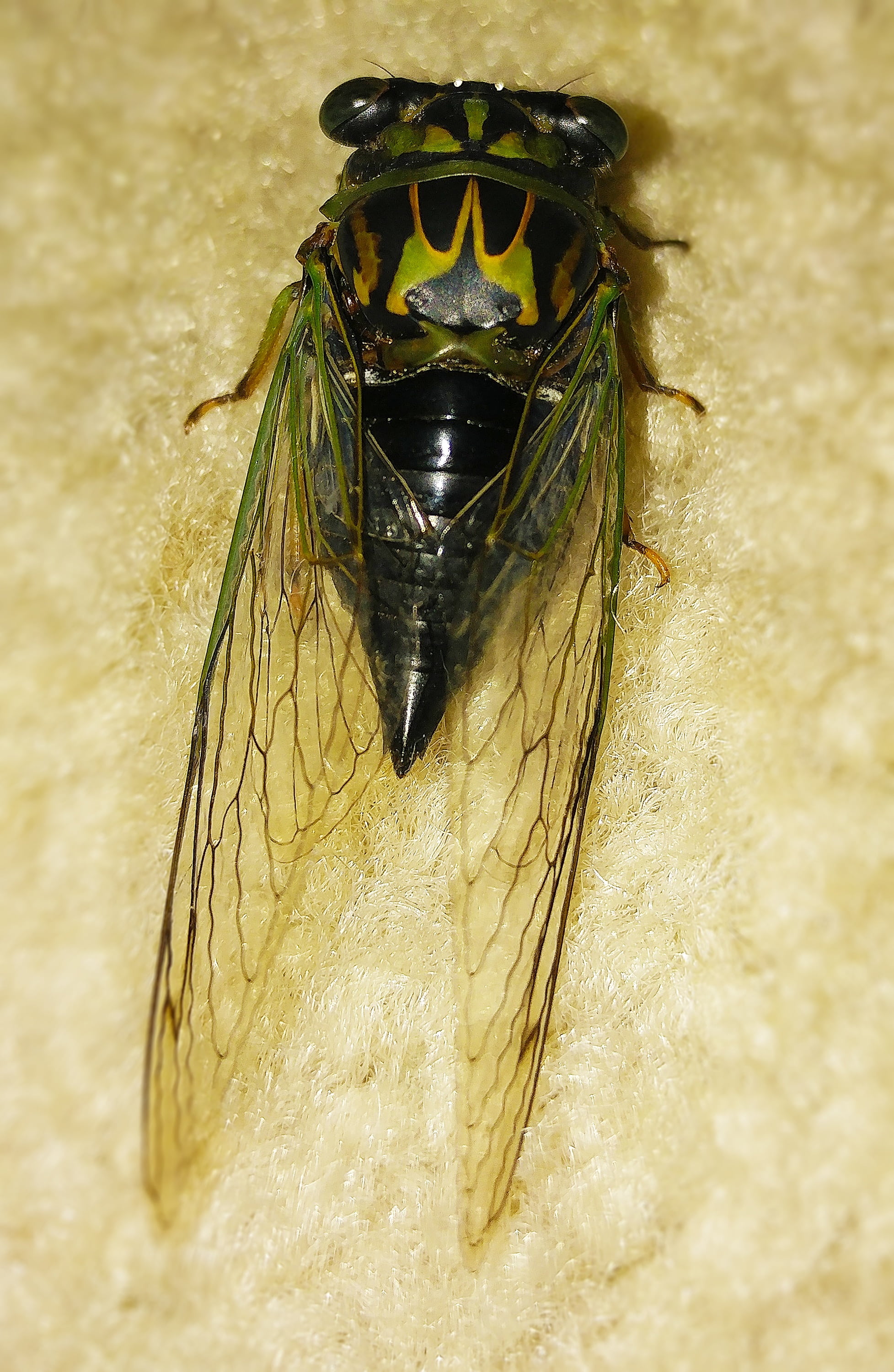 zoology, dog-day cicada, 2K, annual cicada, tibicen canicularis, animal wildlife, tibicen, entomology, cicadidae, dog day, animal wing, close, harvestfly, Phone HD Wallpaper